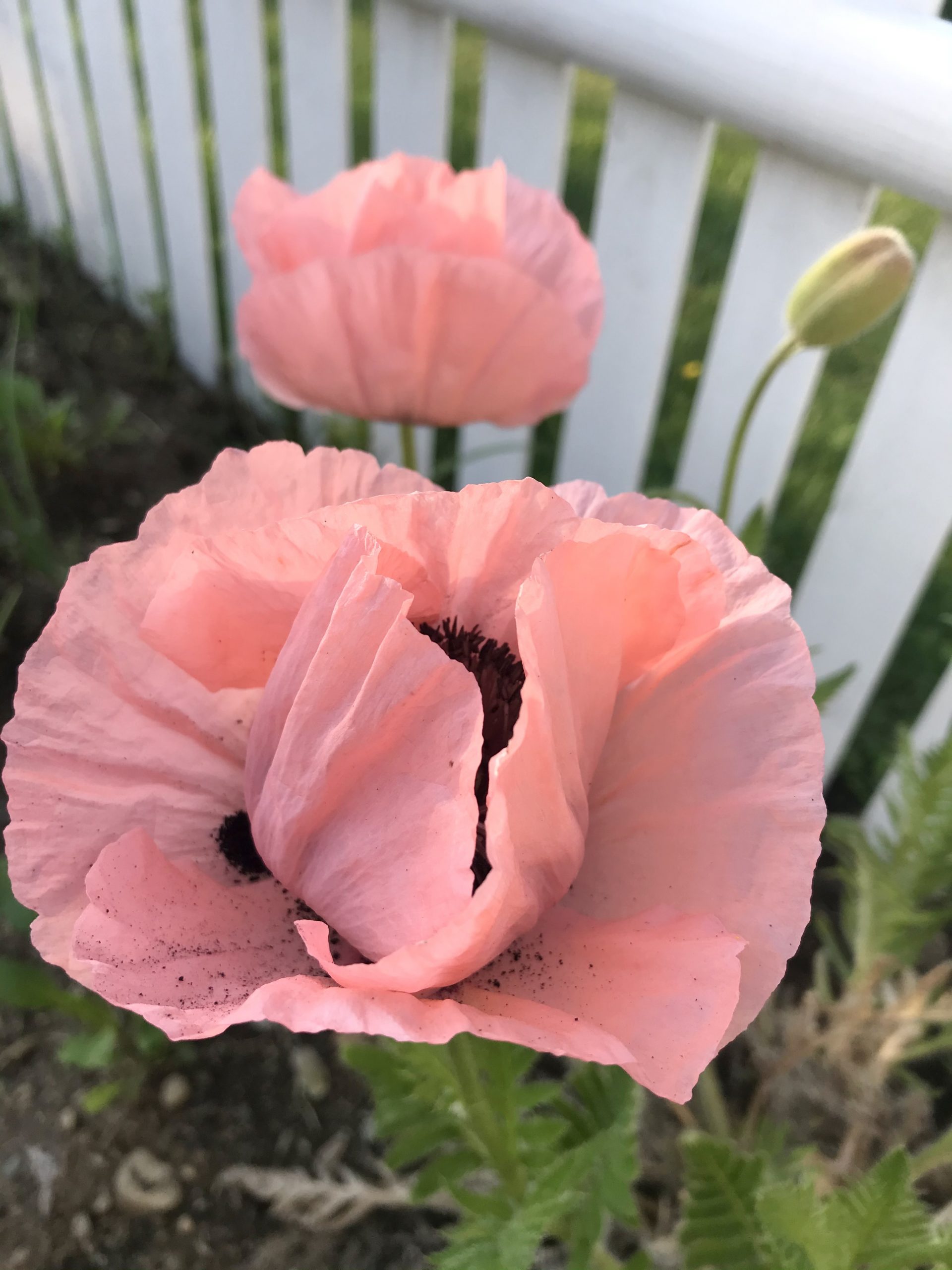 Gardening in Mid Coast Maine – Planting Zone 6a – Poppies, Lupine, Sunflowers and More!