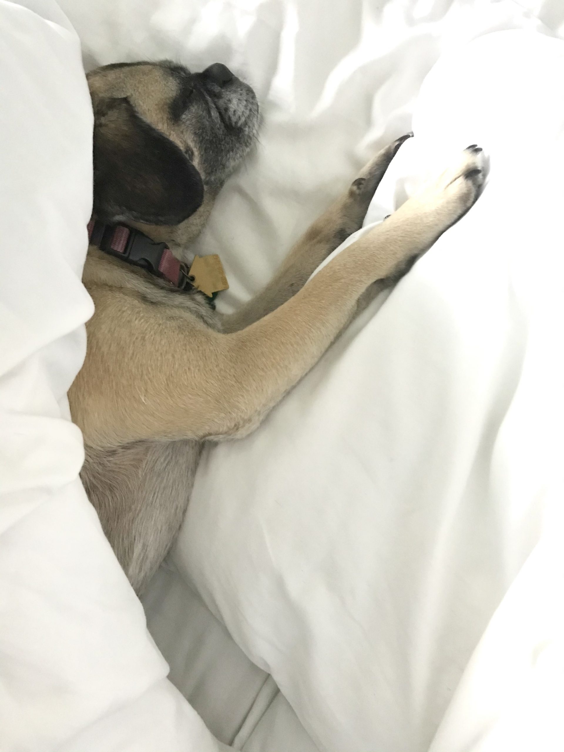 One Hundred Dollars a Month – Mavis’ Weekly Highlights 6/19/2021