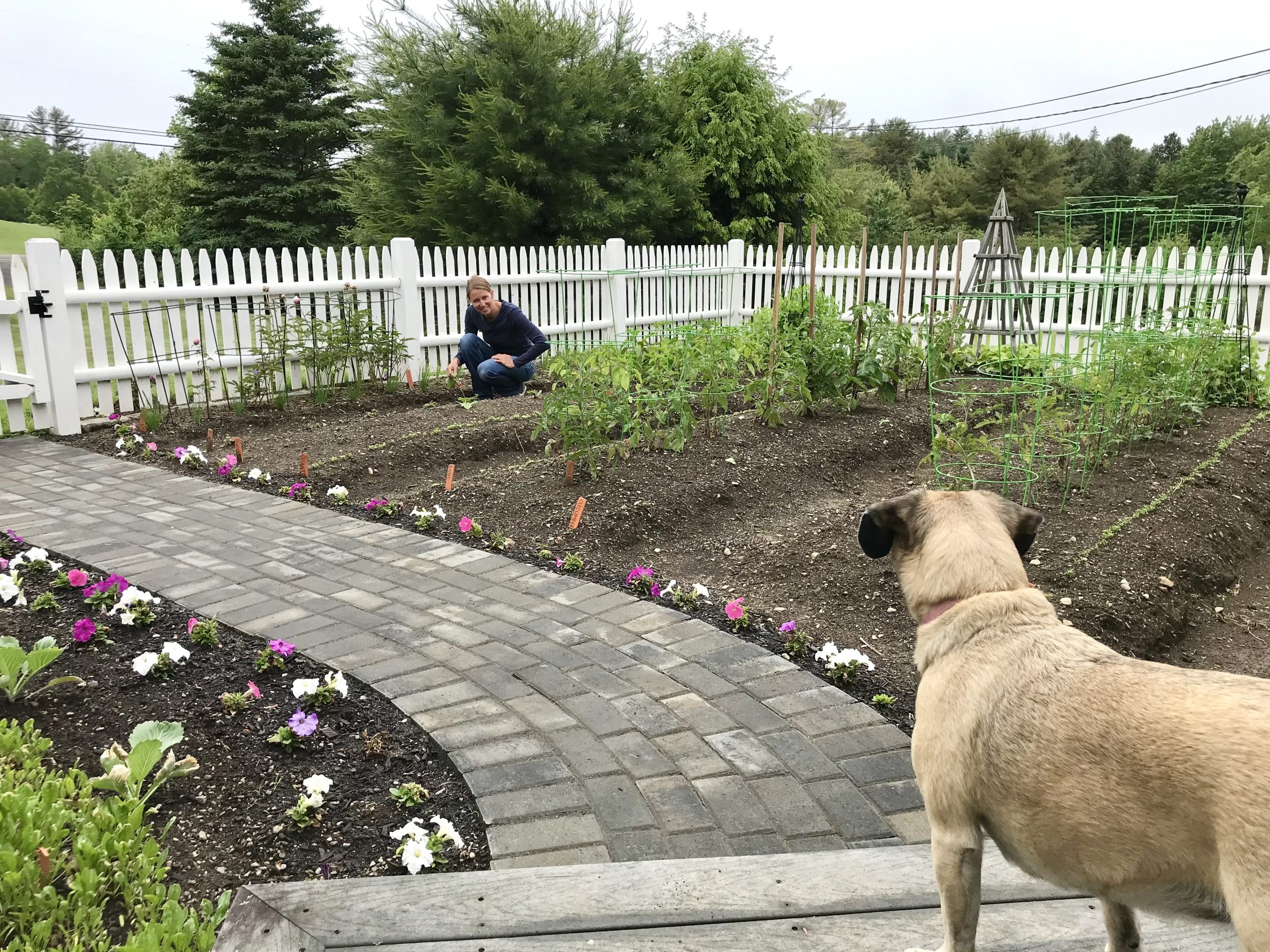 Gardening in Mid Coast Maine – Planting Zone 6a – First Harvest!