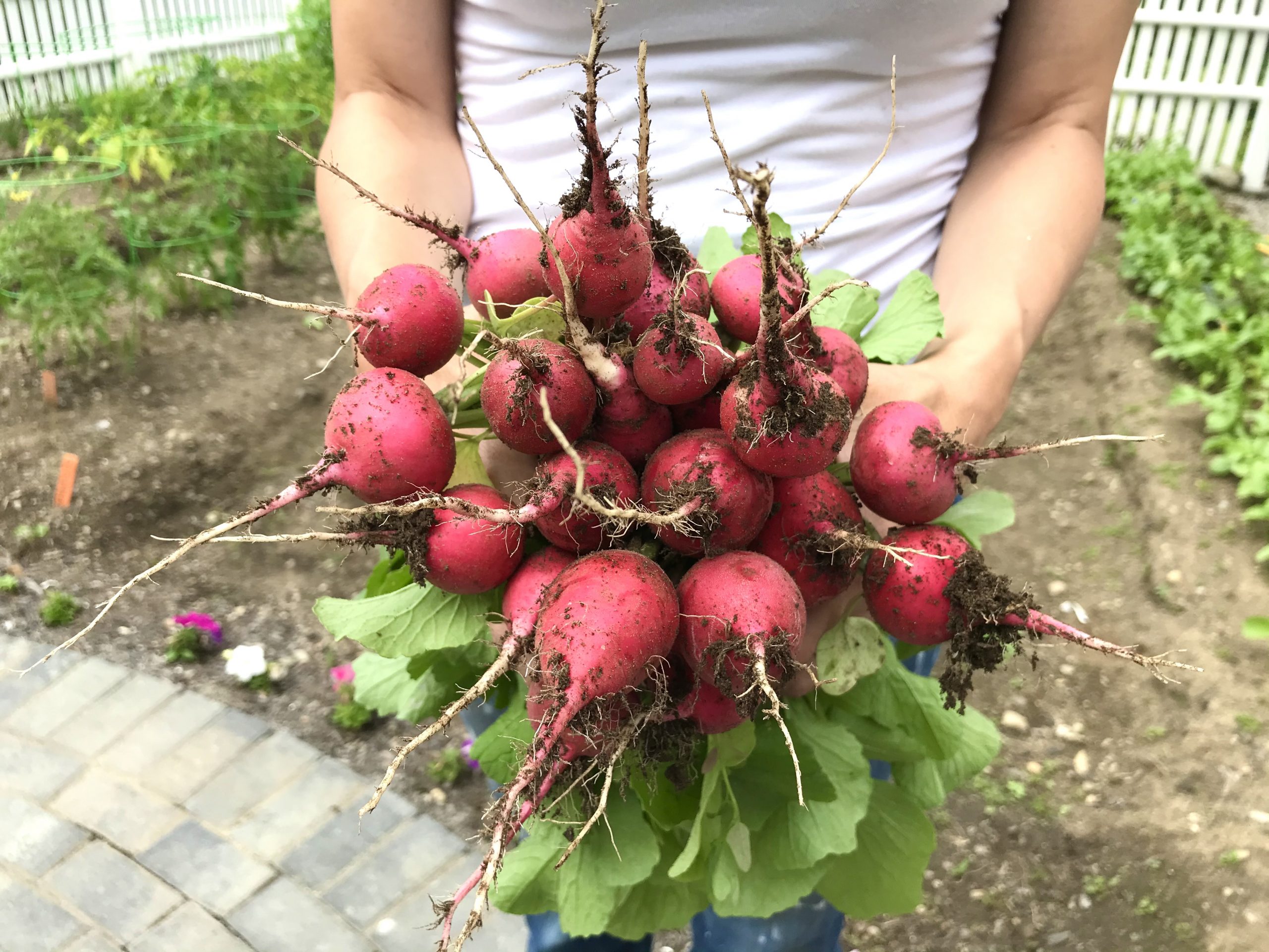 Gardening in Mid Coast Maine – Planting Zone 6a – The Big Radish Harvest