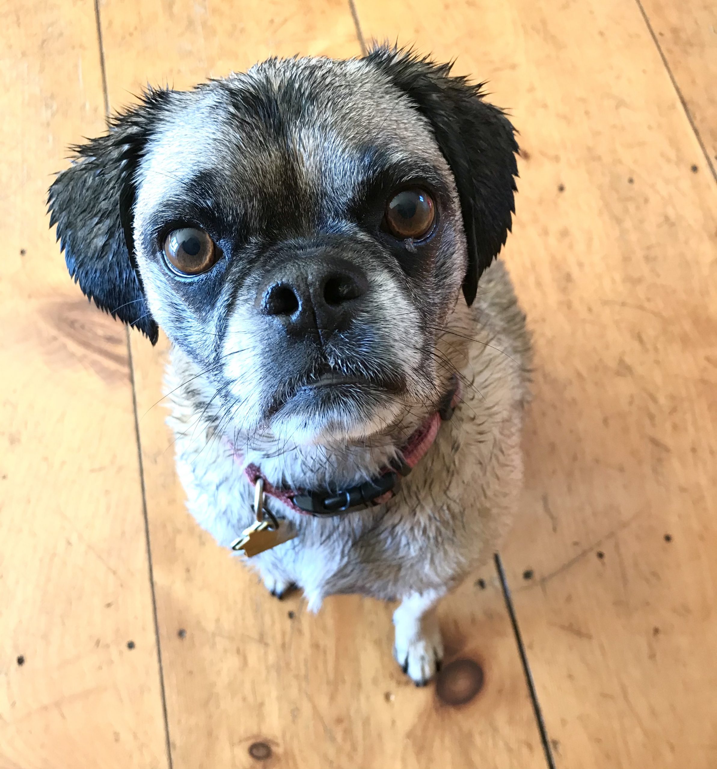 One Hundred Dollars a Month – Mavis’ Weekly Highlights 6/26/2021