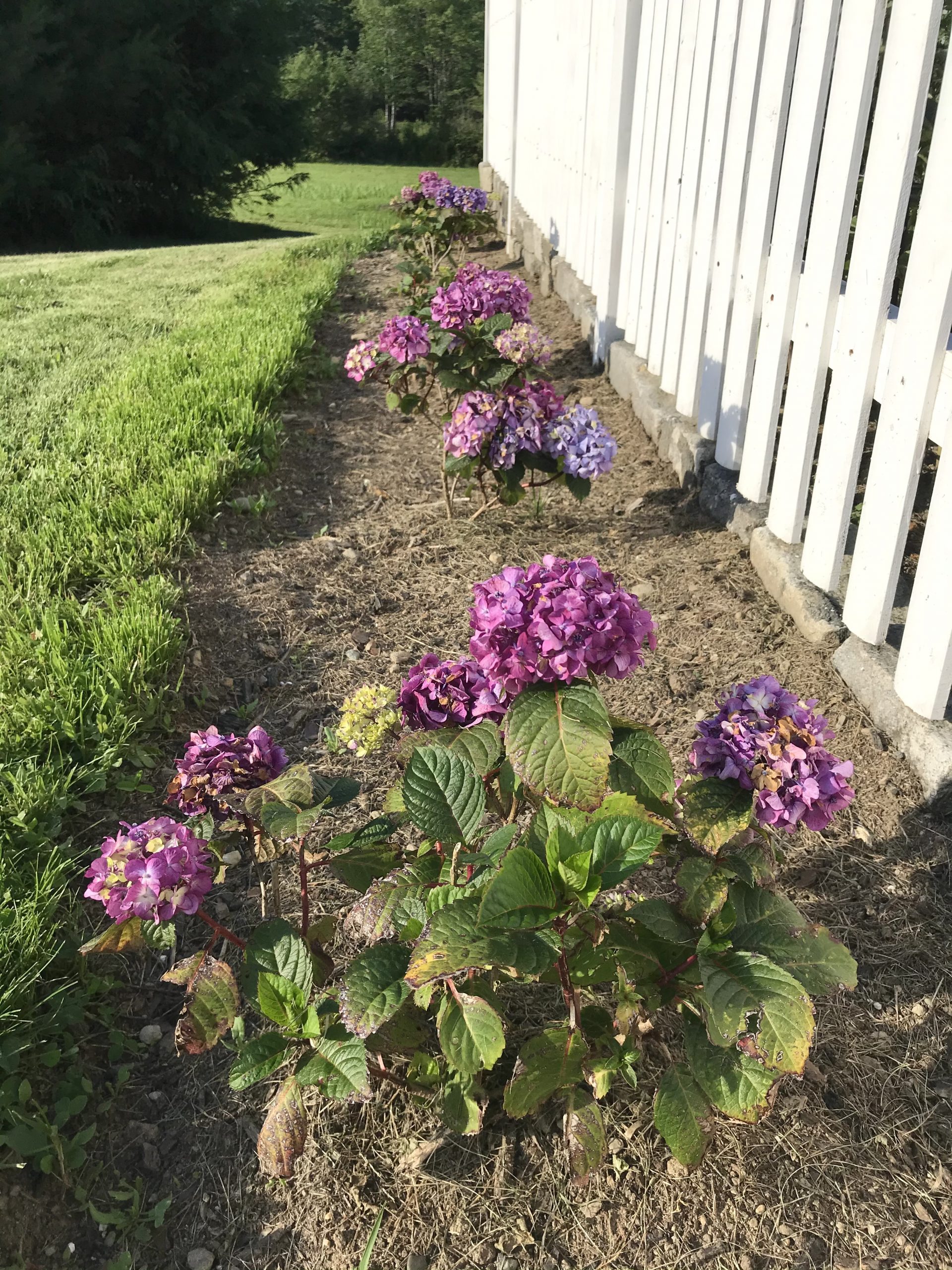 Gardening In Mid Coast Maine – Planting Zone 6a – Waiting For The Sugar Snap Peas