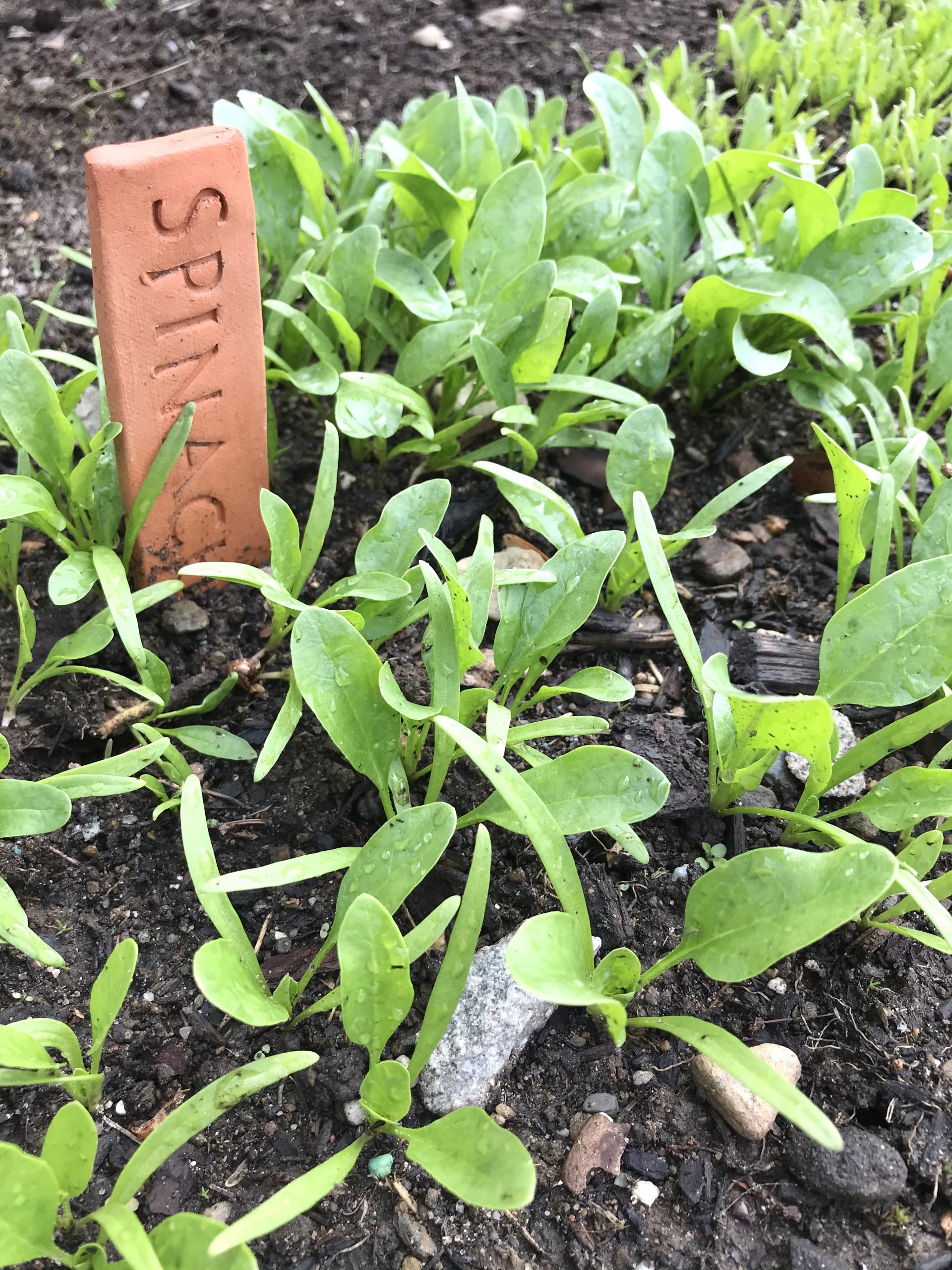 Gardening in Mid Coast Maine – Planting Zone 6a – Early June Garden Pictures