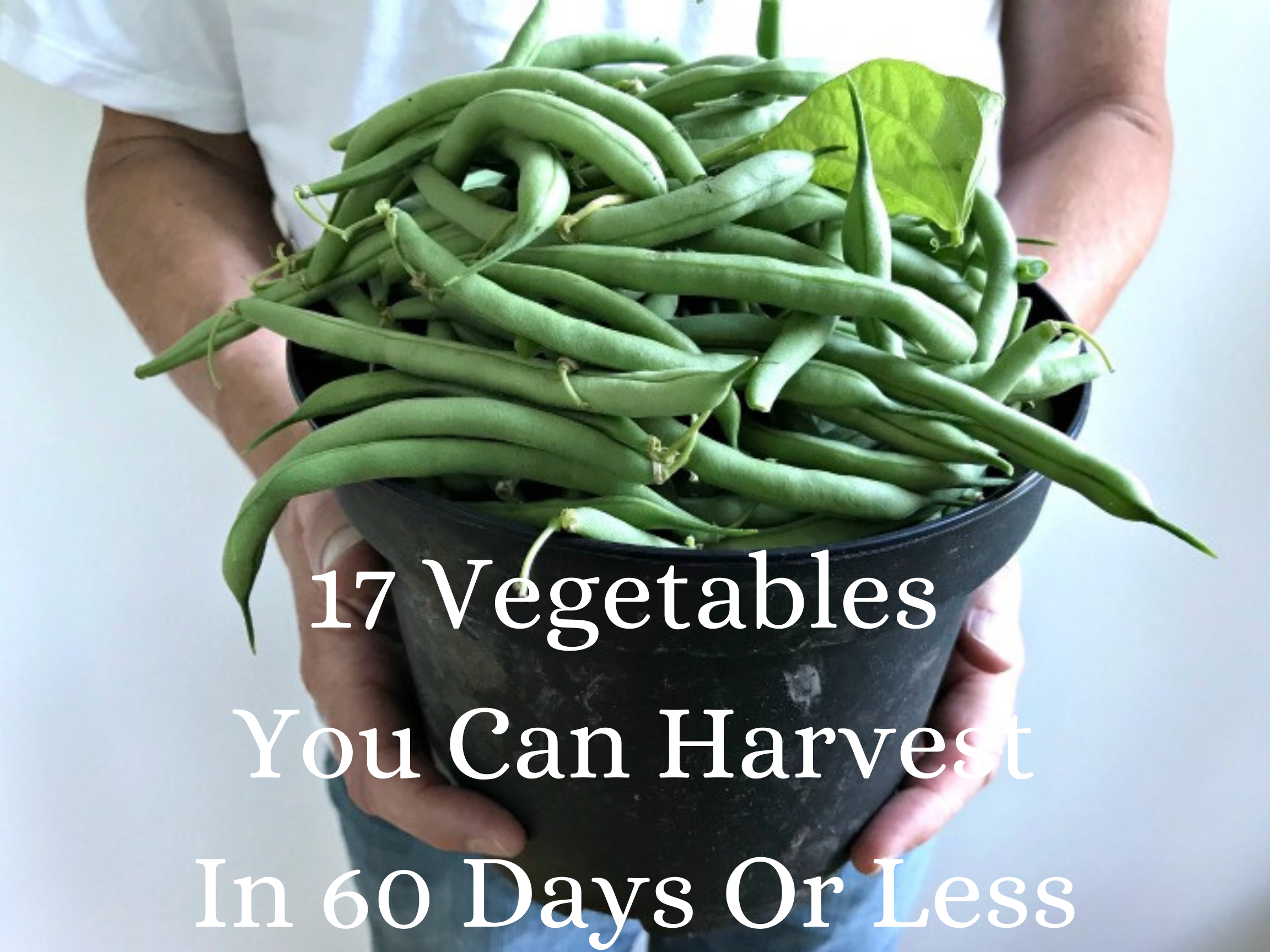 17 Vegetables You Can Harvest In 60 Days Or Less