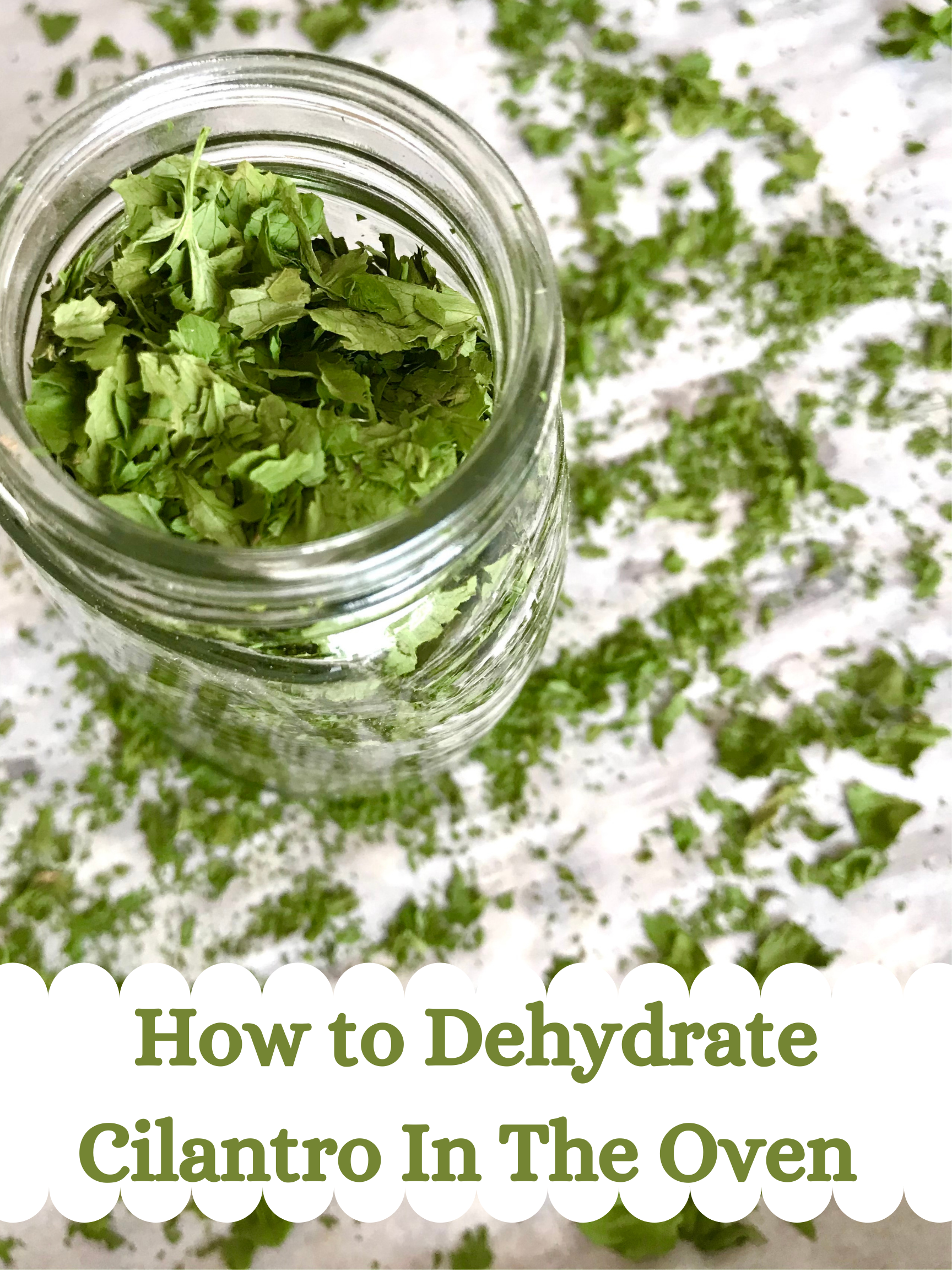 How to Dehydrate Cilantro In The Oven