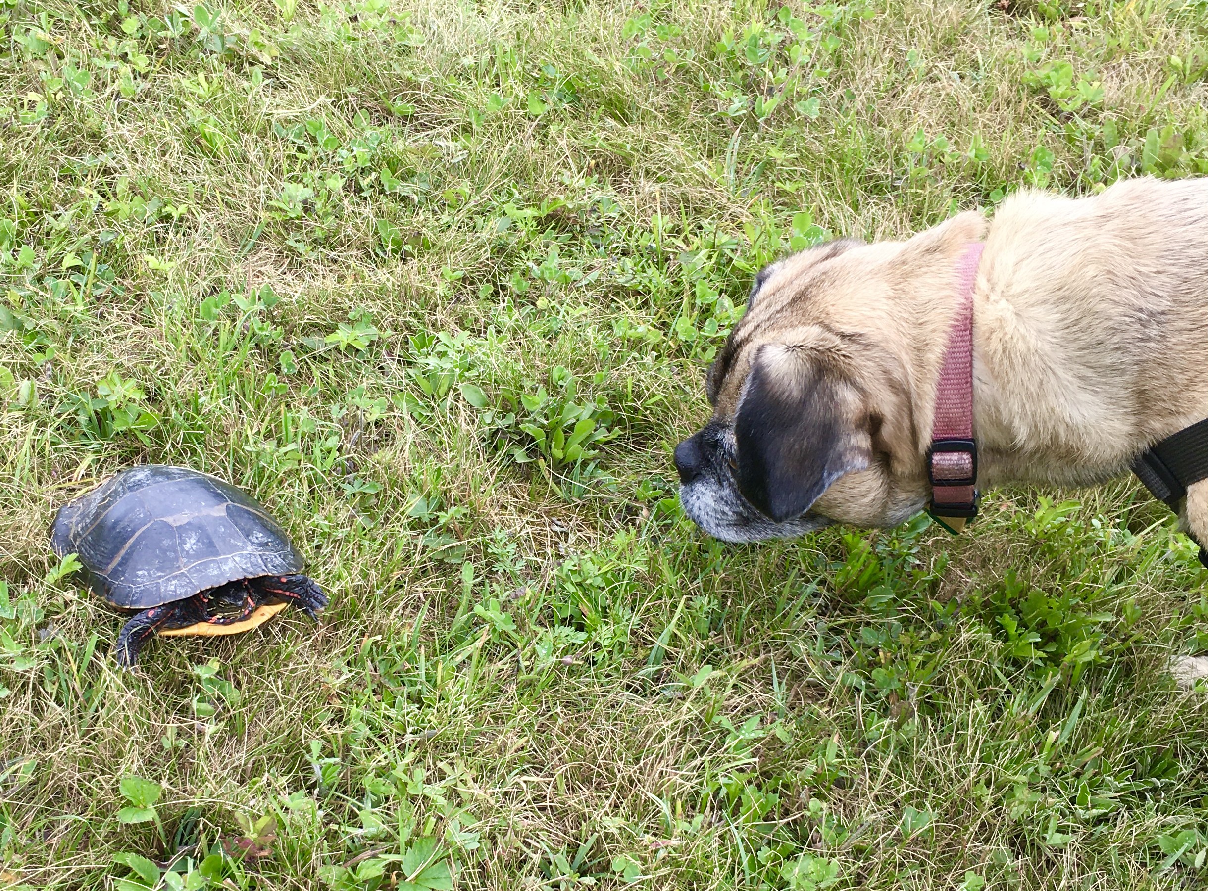 One Hundred Dollars a Month – Mavis’ Weekly Highlights 7/31/2021