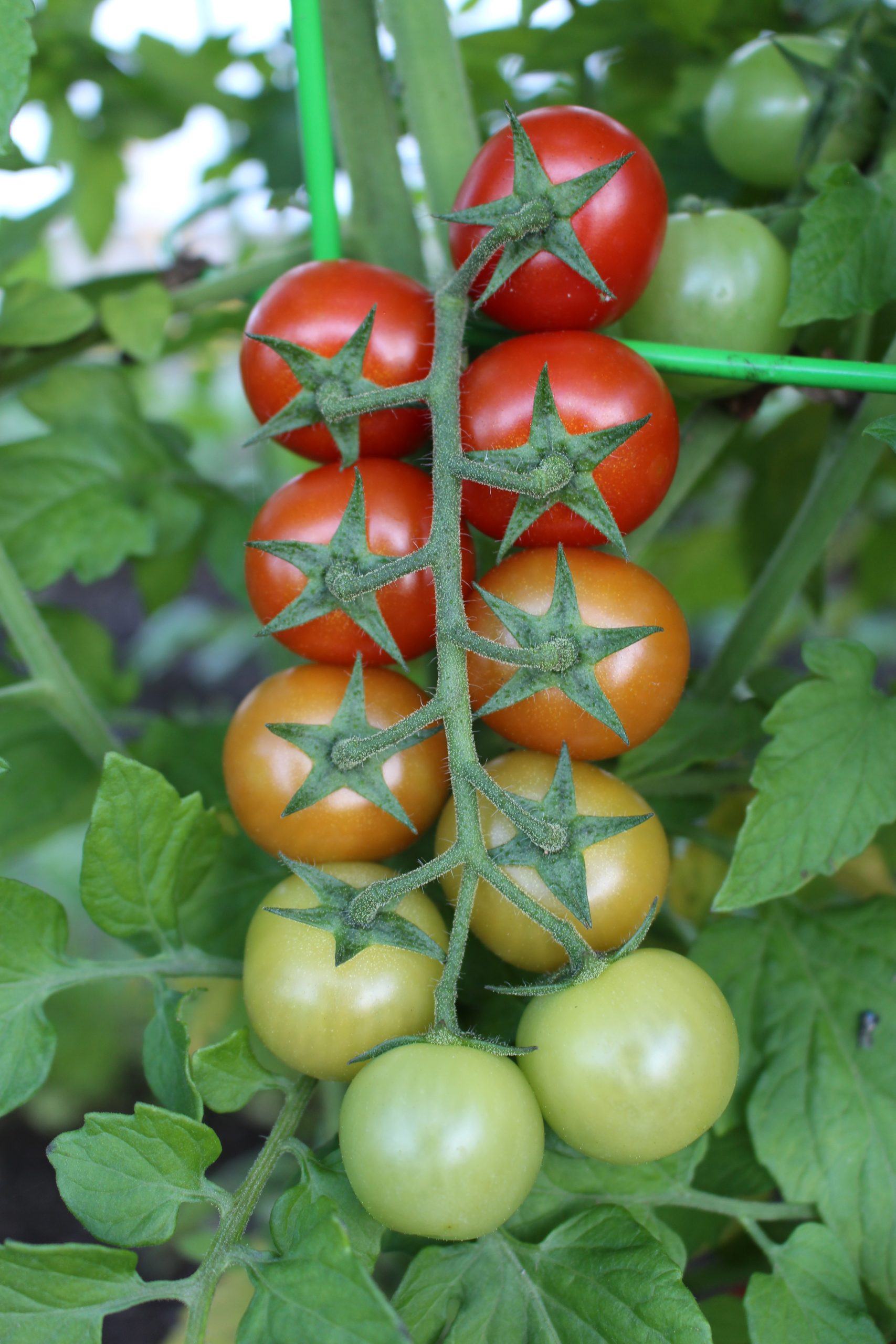 Gardening In Mid Coast Maine – Planting Zone 6a – The End of July