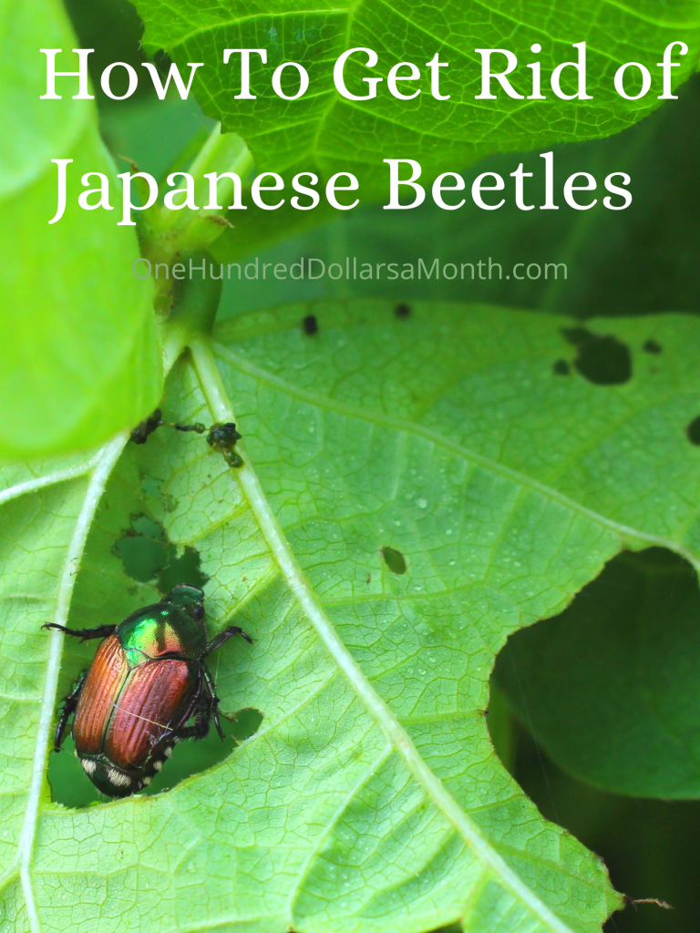 How To Get Rid of Japanese Beetles 9 Proven Tricks From Readers One