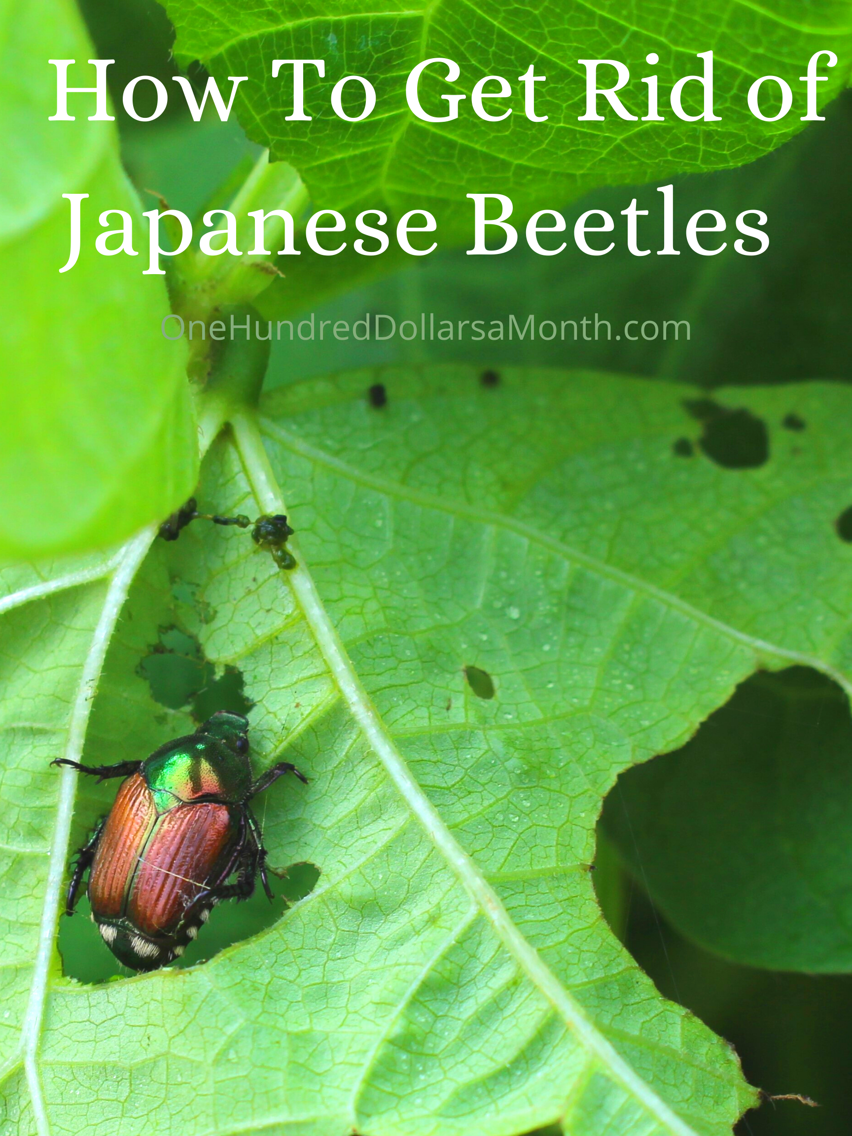 How To Get Rid of Japanese Beetles – 9 Proven Tricks From Readers