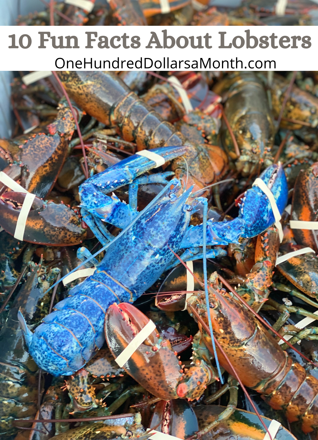 10 Fun Facts About Lobsters