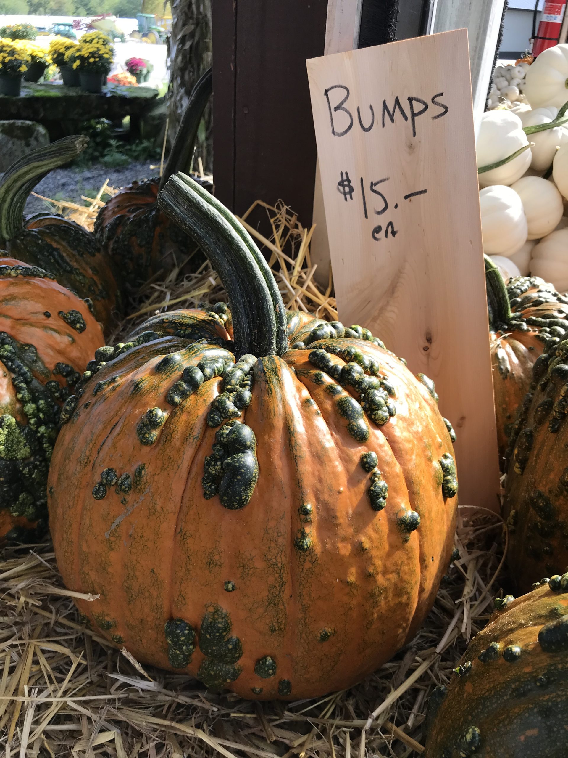 What’s The Most You’ve Ever Paid For A Pumpkin?