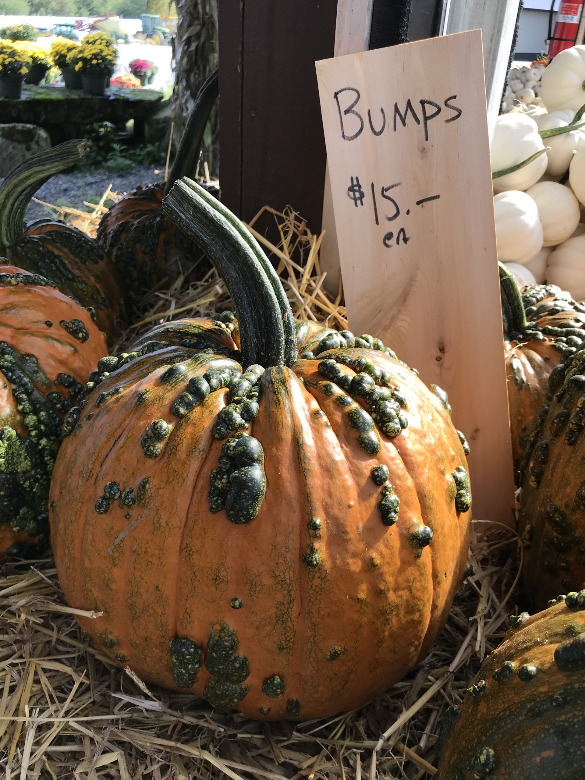 What’s The Most You’ve Ever Paid For A Pumpkin?