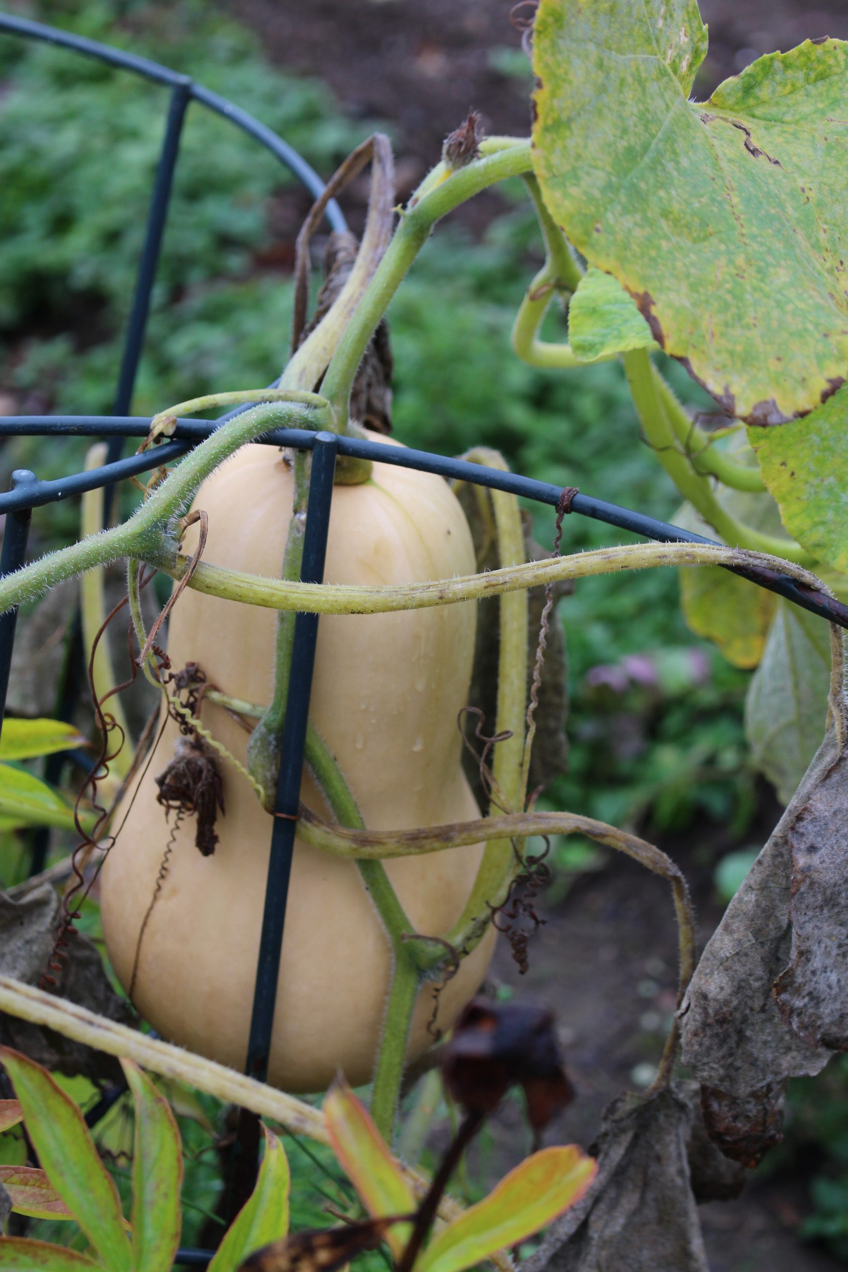 My Big List of Things I’m Going to Do in 2021 – Week 42 of 52