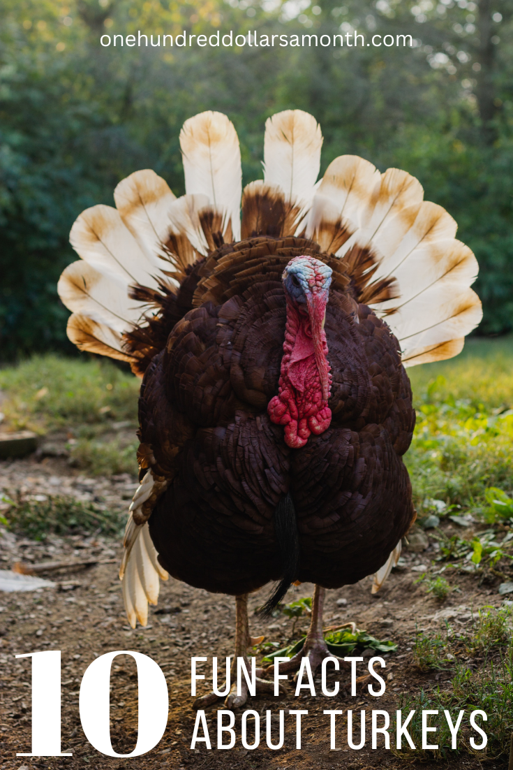 10 Fun Facts About Turkeys