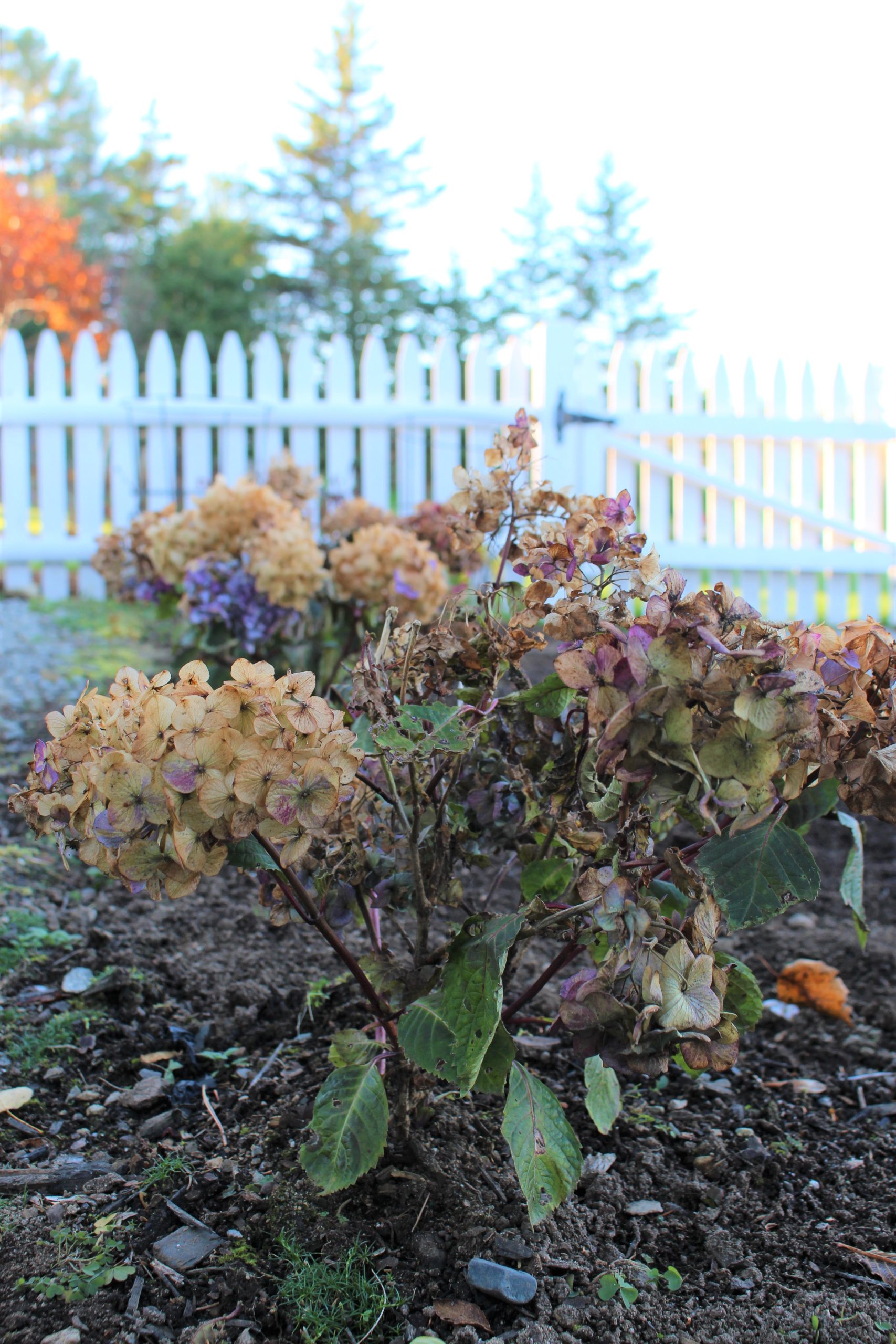 My Big List of Things I’m Going to Do in 2021 – Week 45 of 52