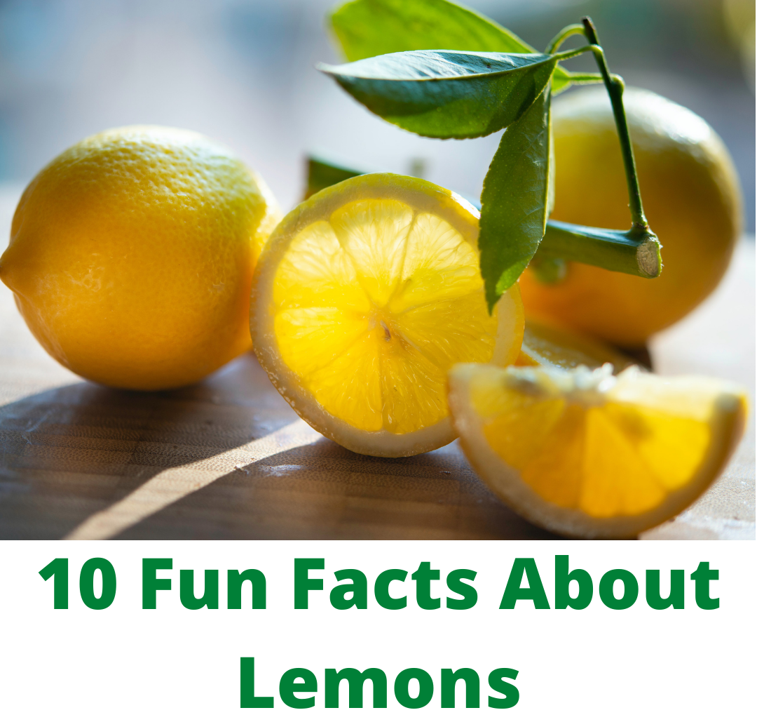 10 Fun Facts About Lemons