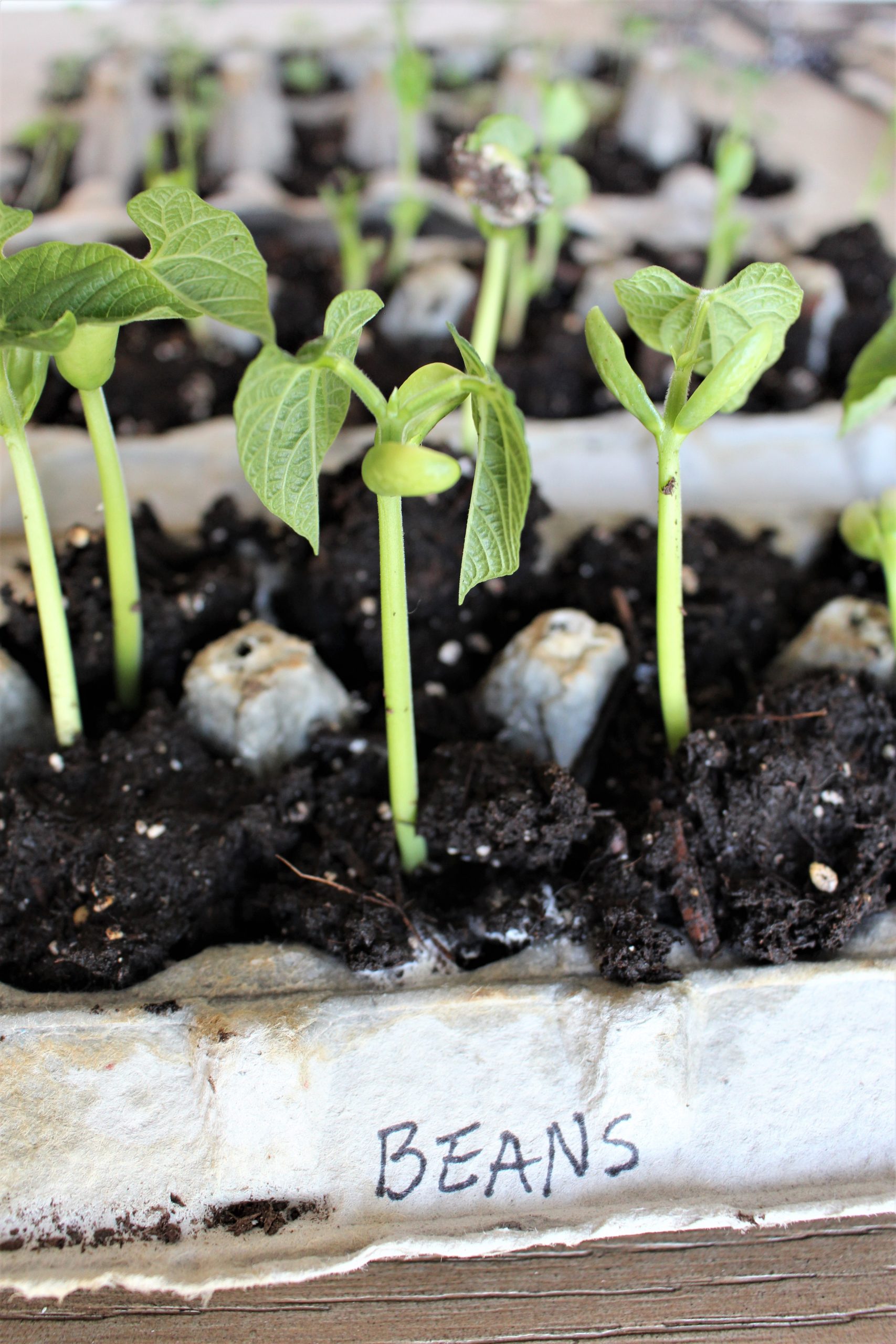 How to Start Seeds in Egg Cartons