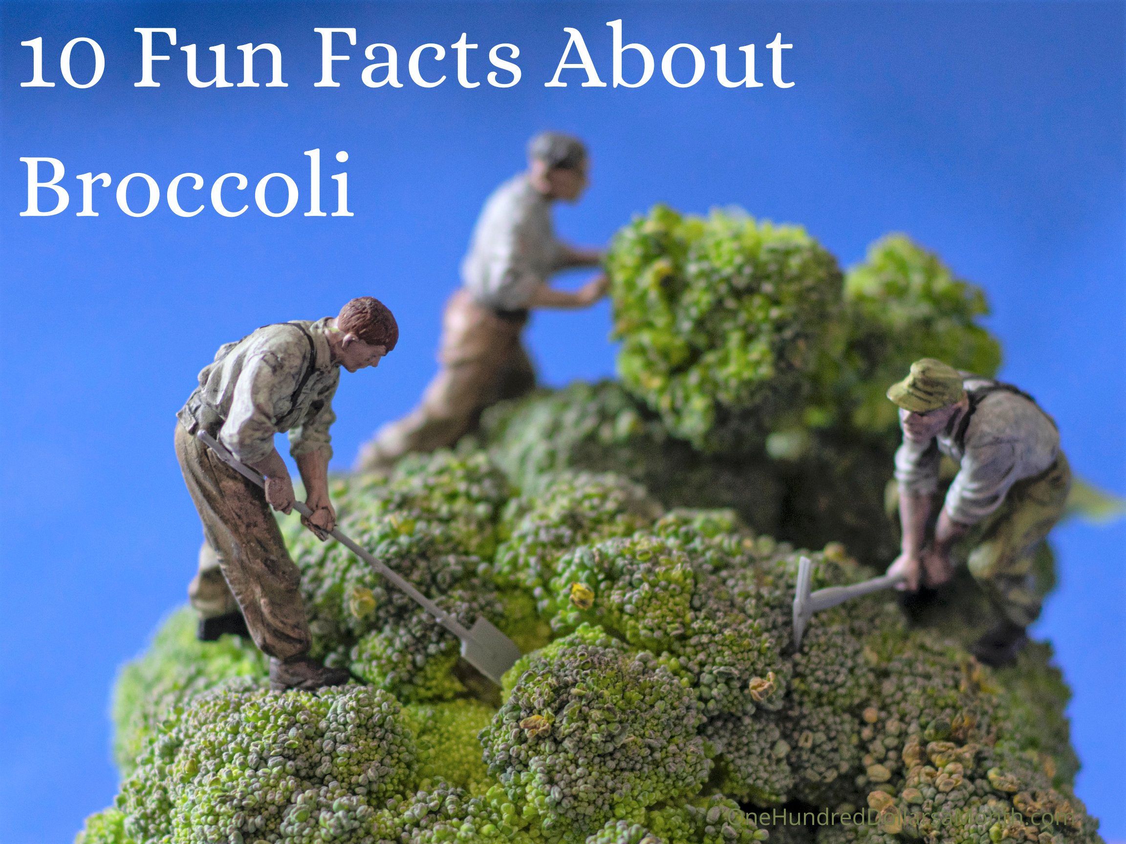10 Fun Facts About Broccoli