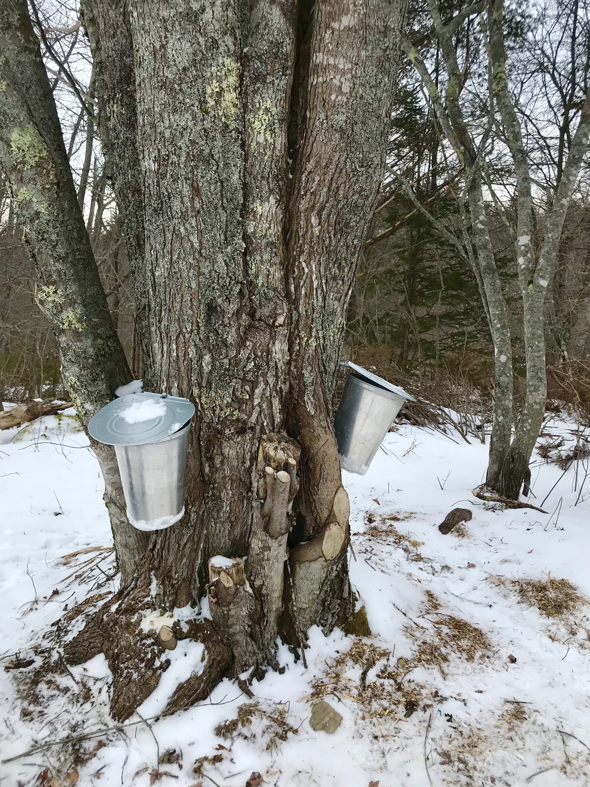Tapping Maple Trees For the First Time