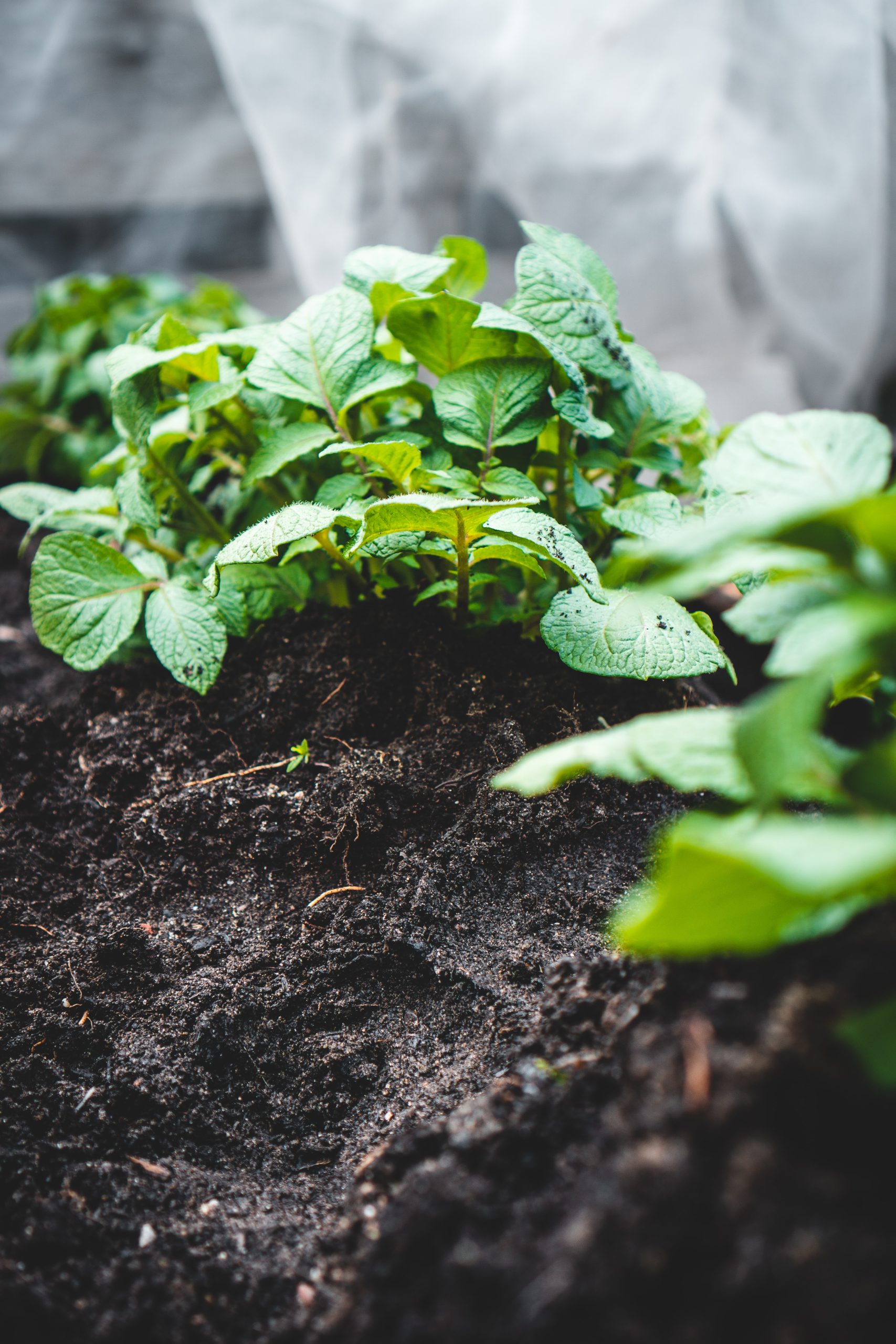 How to Grow Potatoes