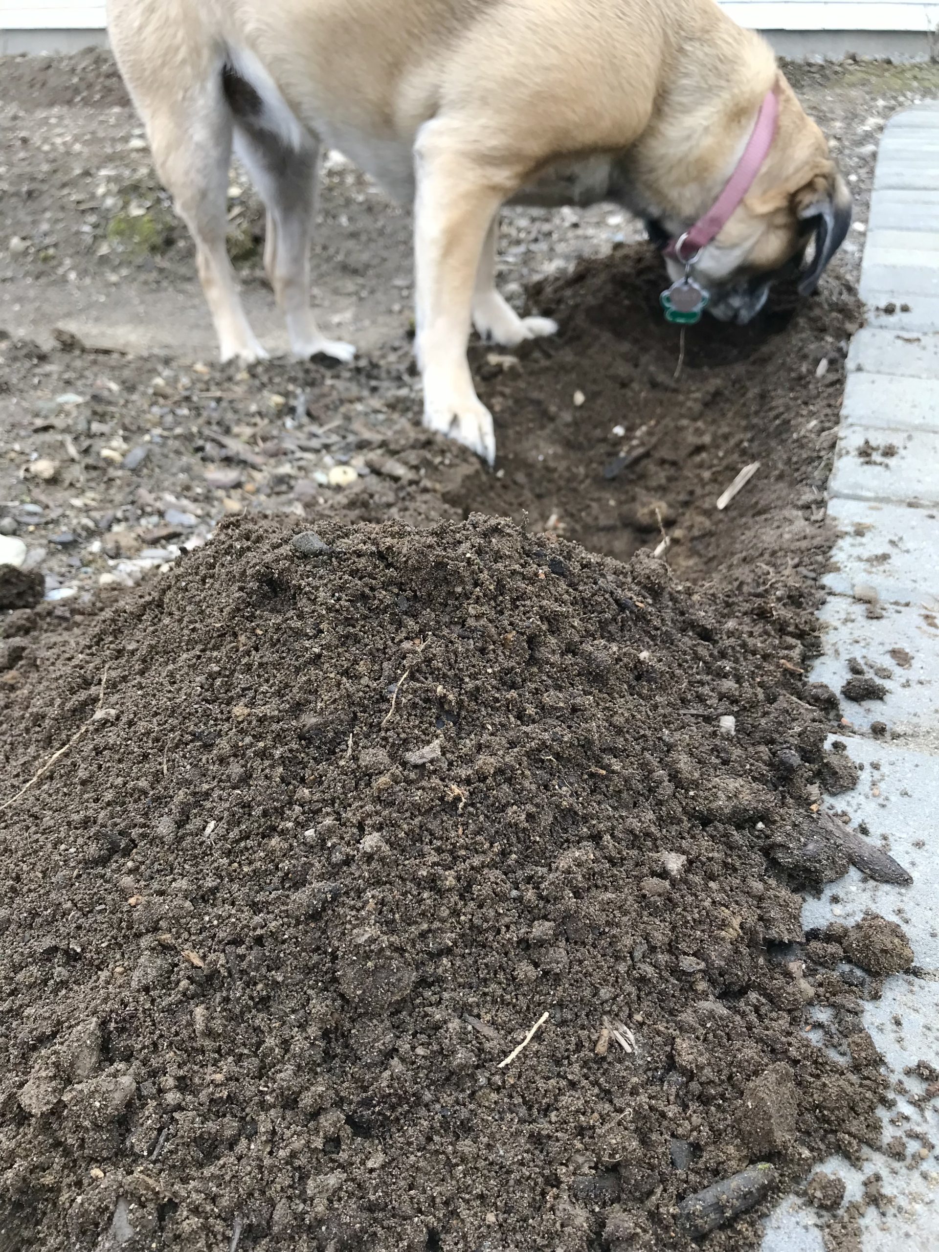Digging Up Daffodils