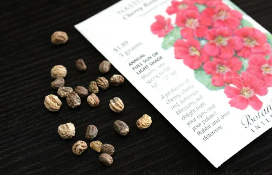 How to Grow Nasturtiums {Start to Finish}