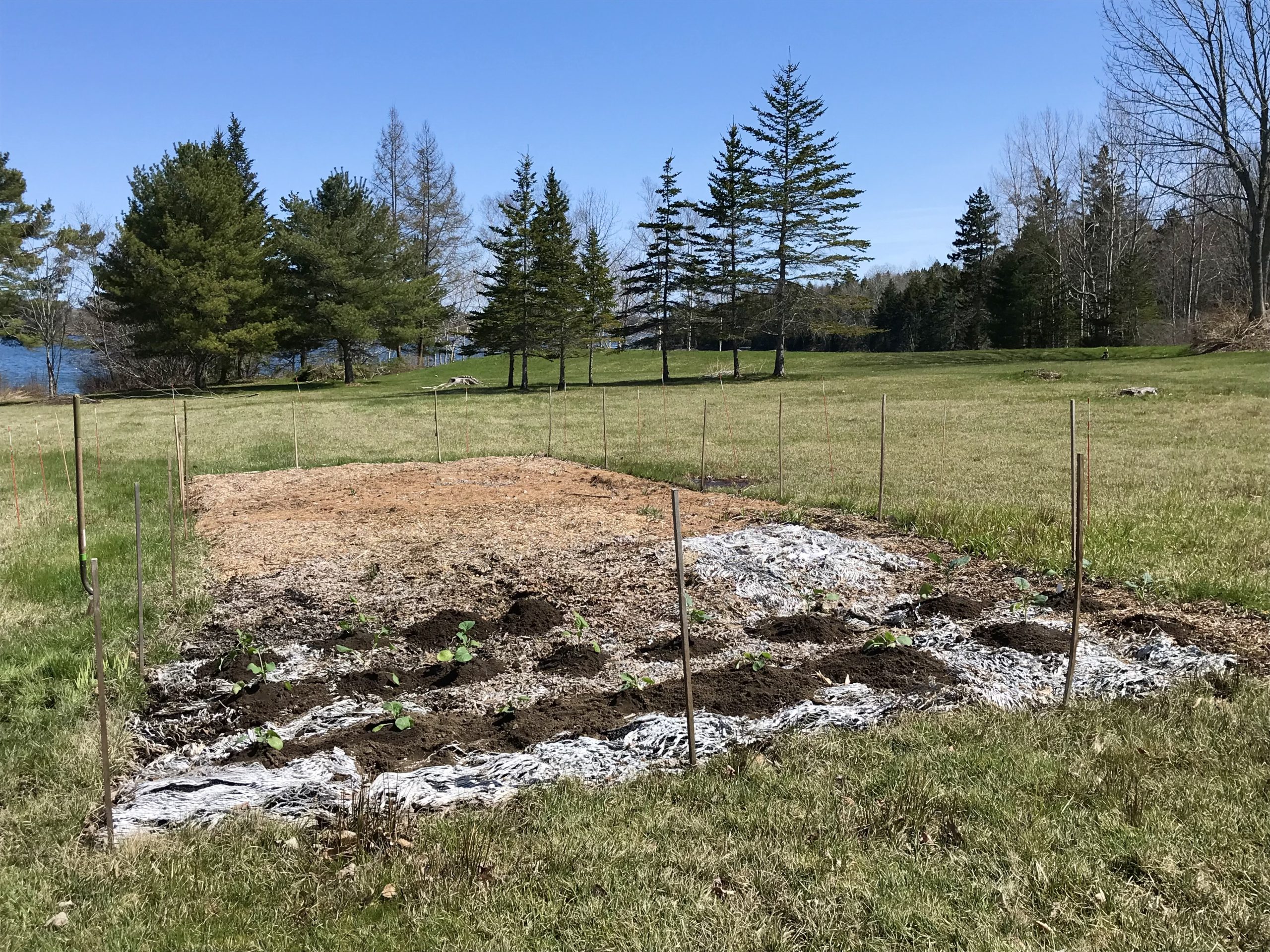 Gardening in Coastal Maine – Planting Zone 6a- Early May