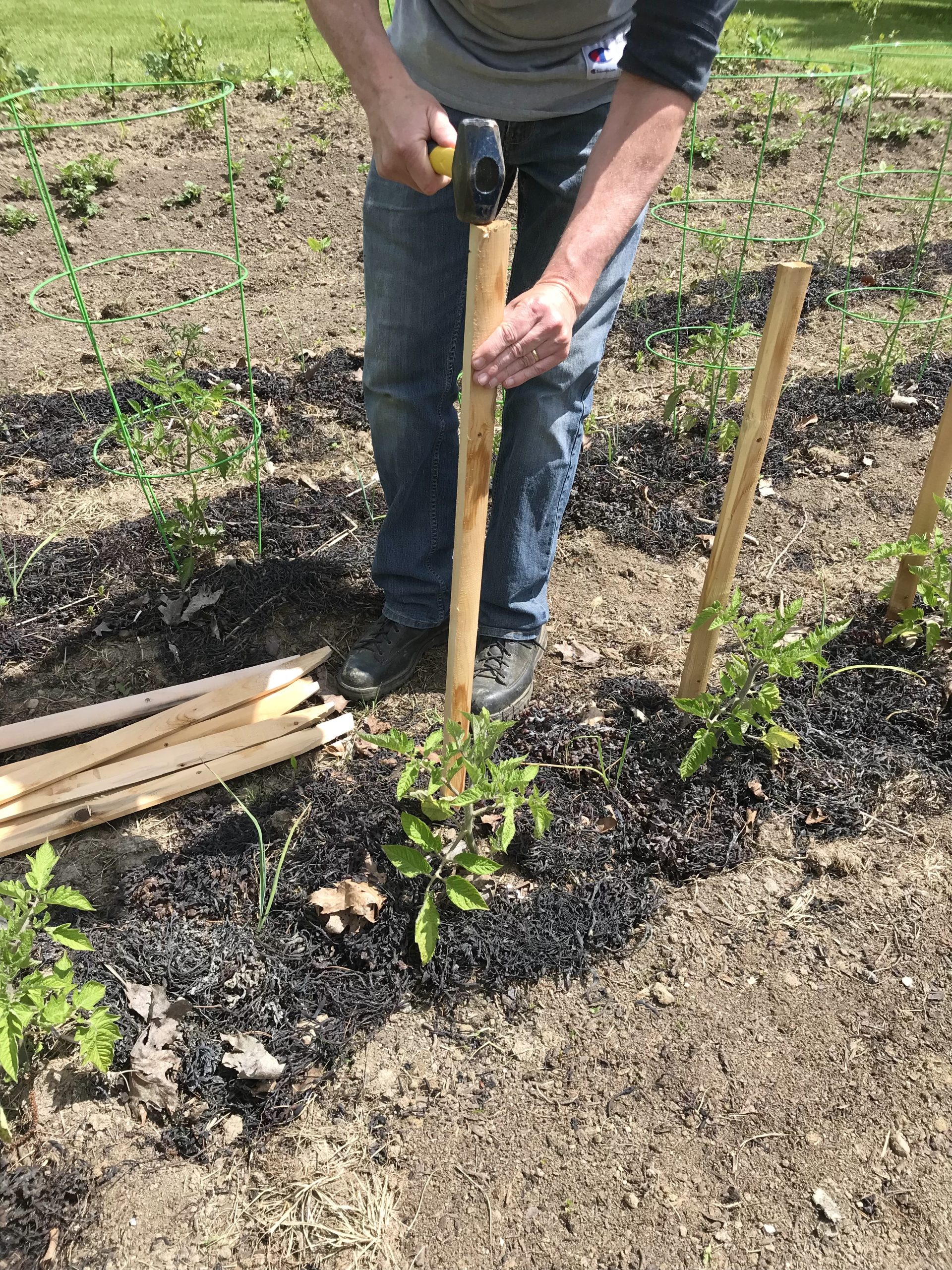 Gardening in Coastal Maine – Planting Zone 6a – Using Seaweed As Mulch