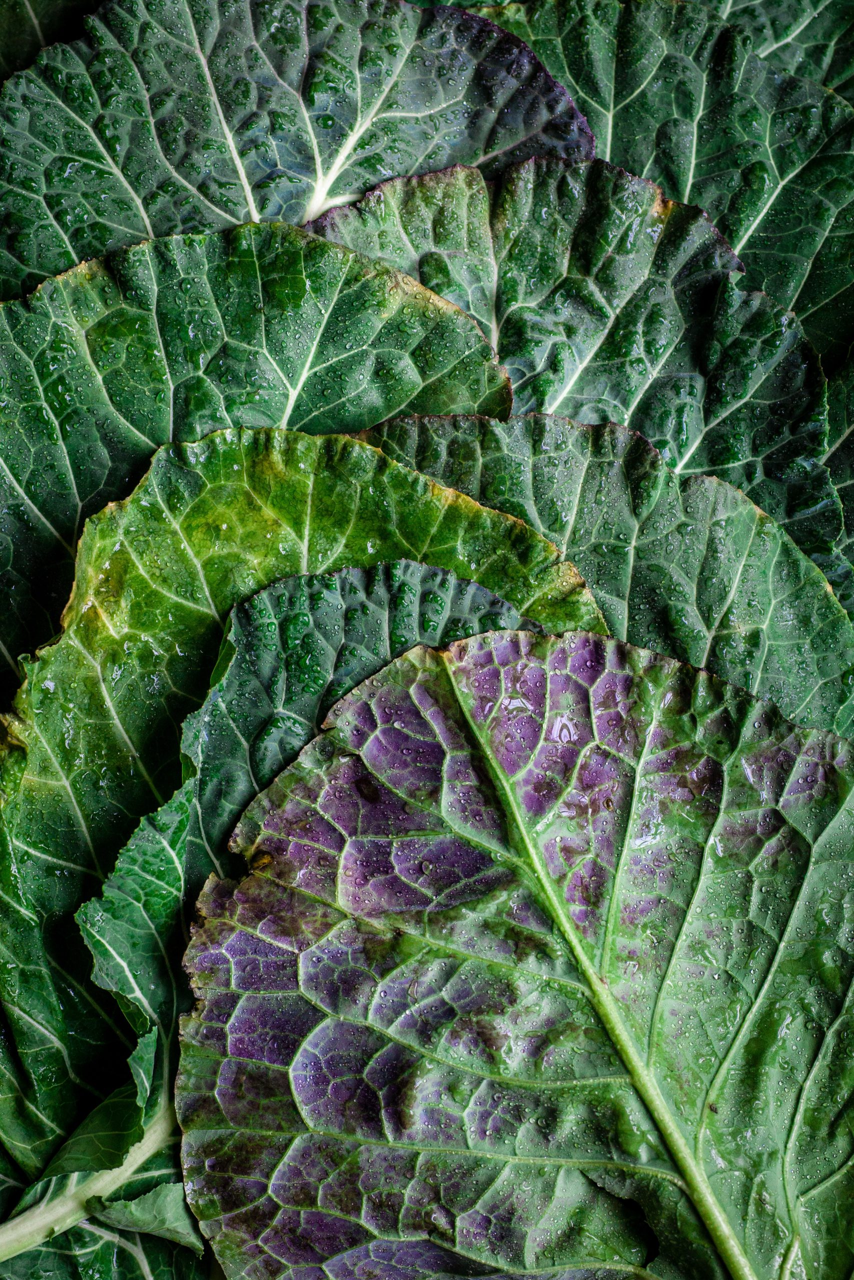 Tips for Planting a Fall Garden