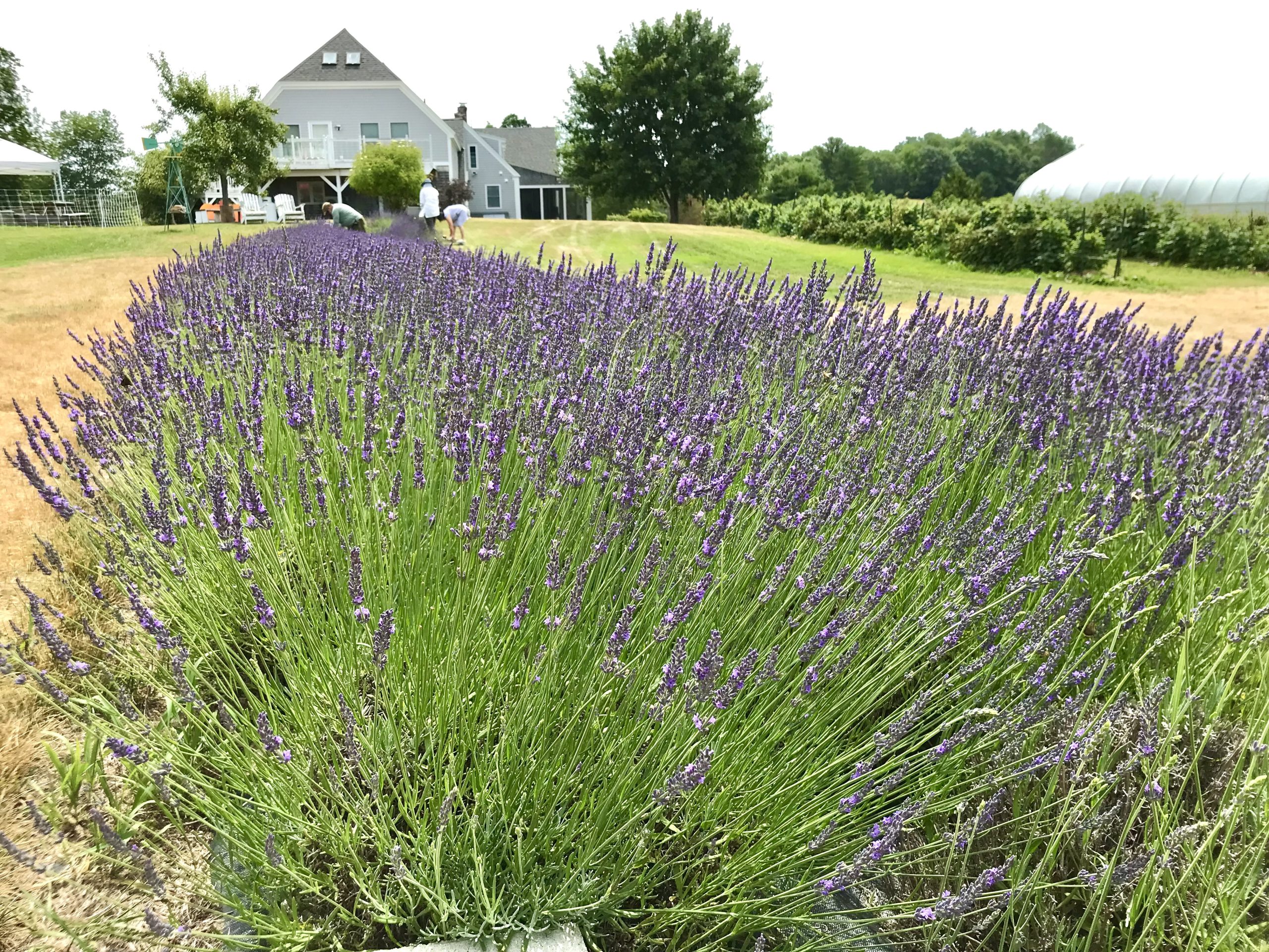 Sealyon Farm in Alna, Maine