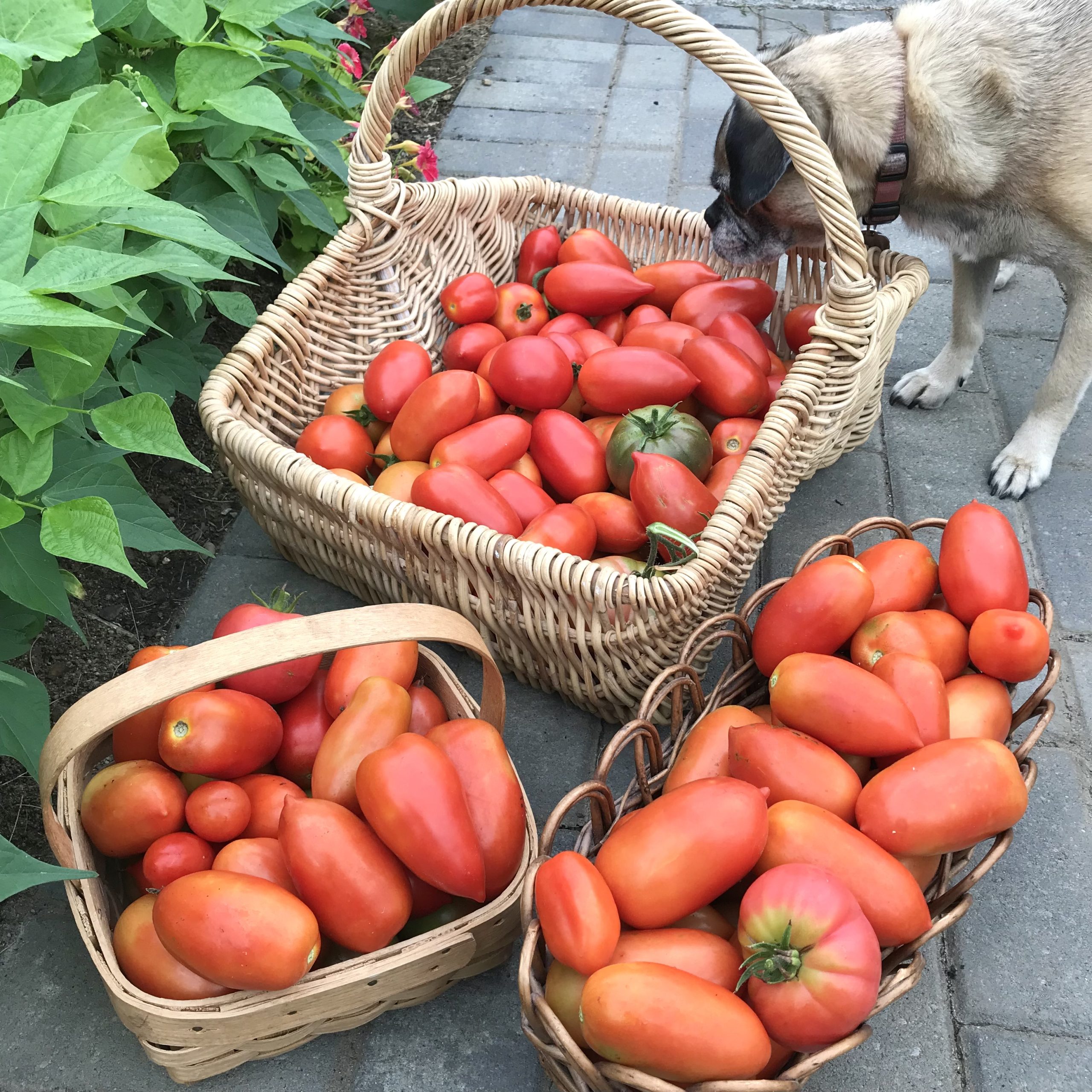 Gardening in Coastal Maine – Planting Zone 6a – Mid August