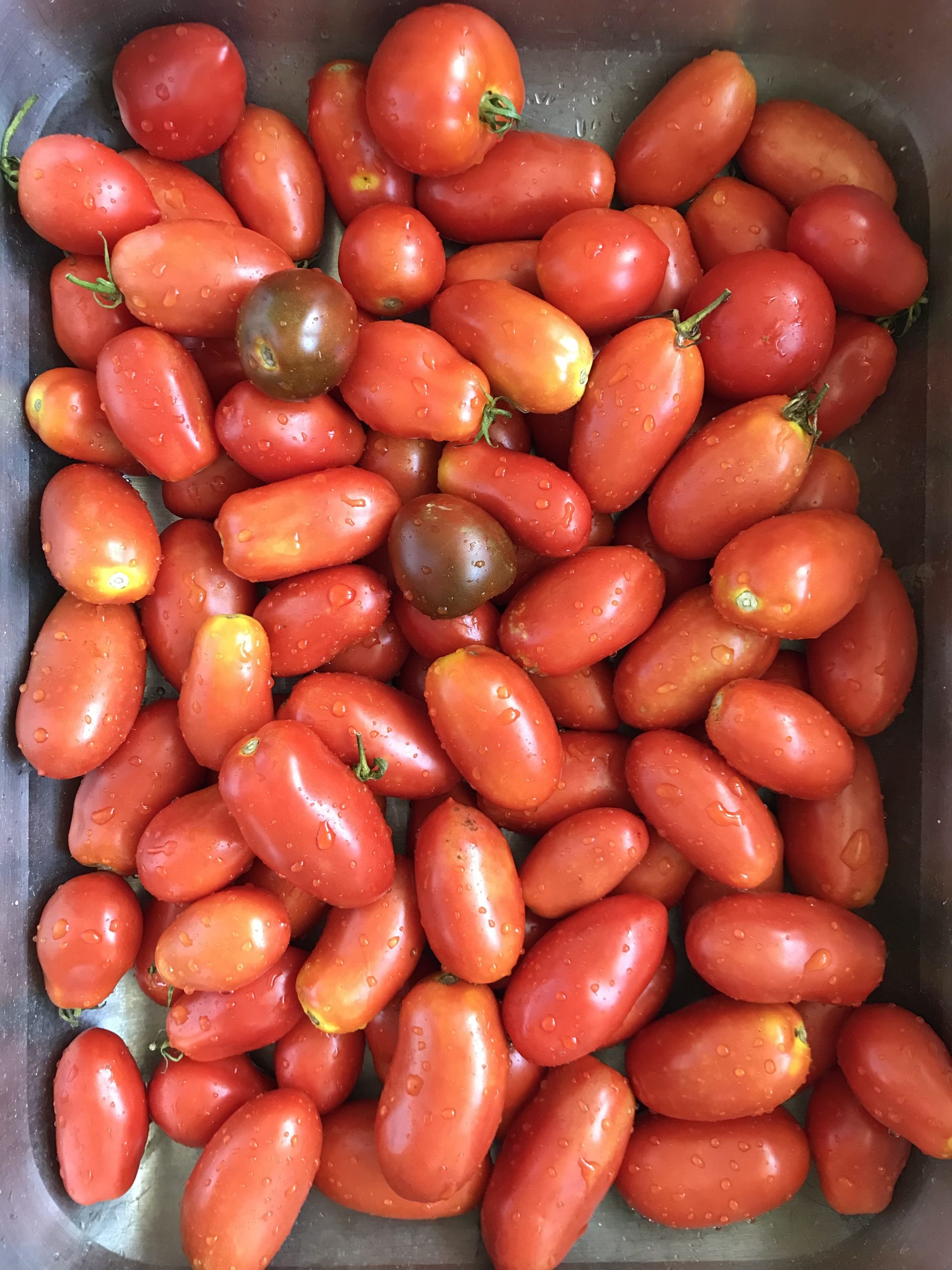 What Is Your Favorite Tomato Variety?