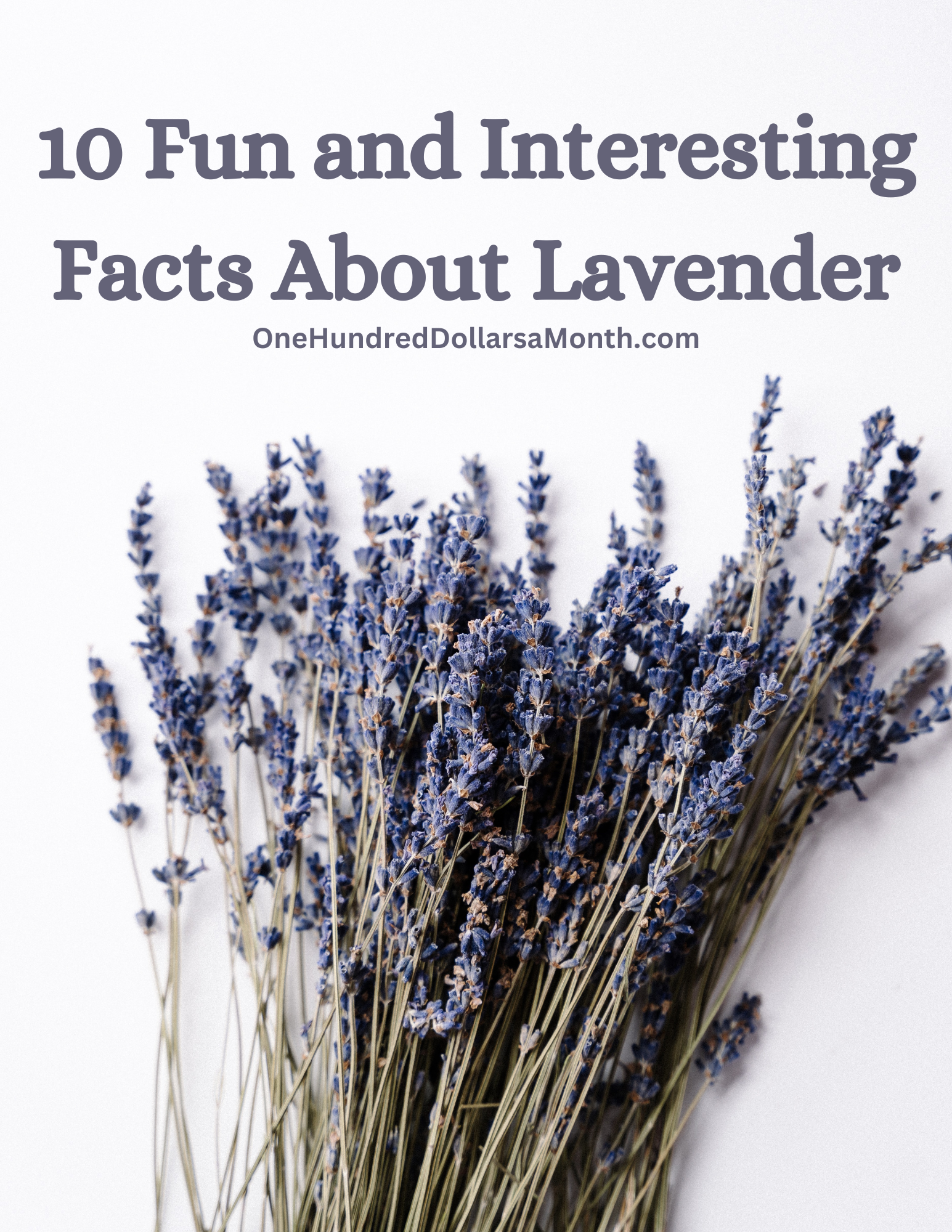 10 Fun and Interesting Facts About Lavender