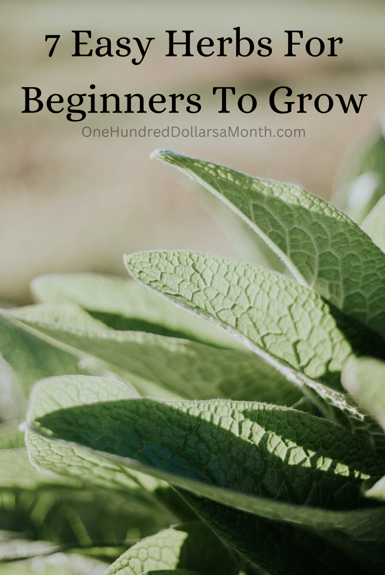 7 Easy Herbs For Beginners To Grow