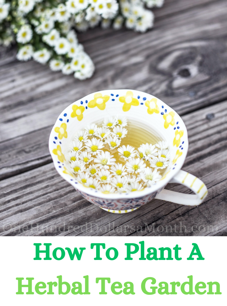 How To Plant A Herbal Tea Garden One Hundred Dollars a Month