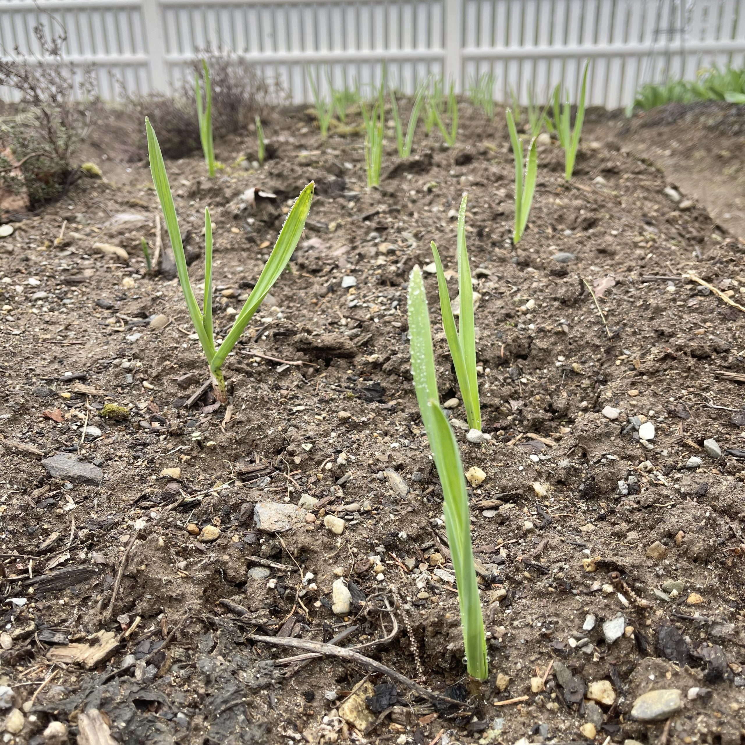 garlic growing One Hundred Dollars a Month