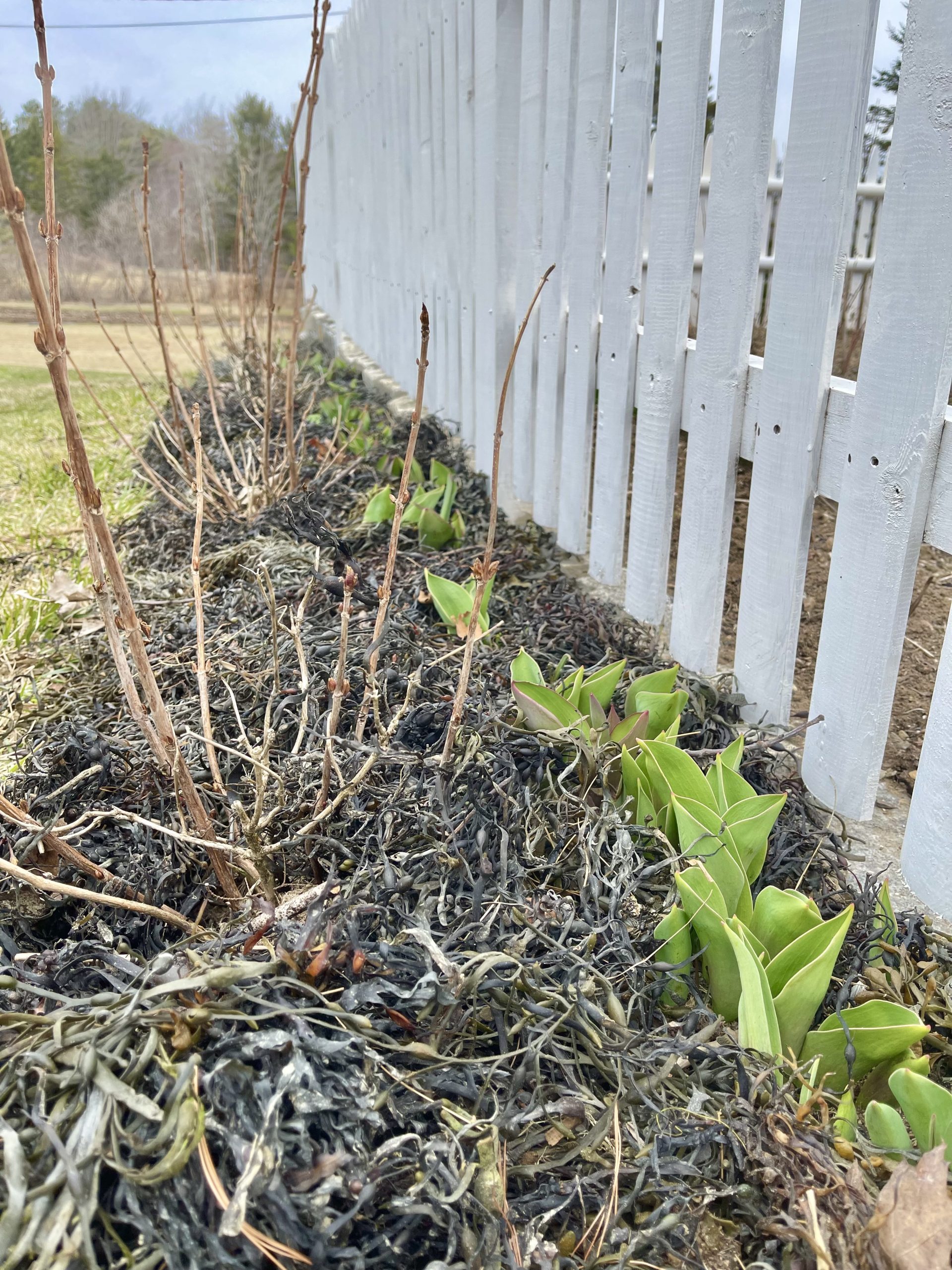 Gardening in Mid Coast Maine {Zone 6a} Mid April