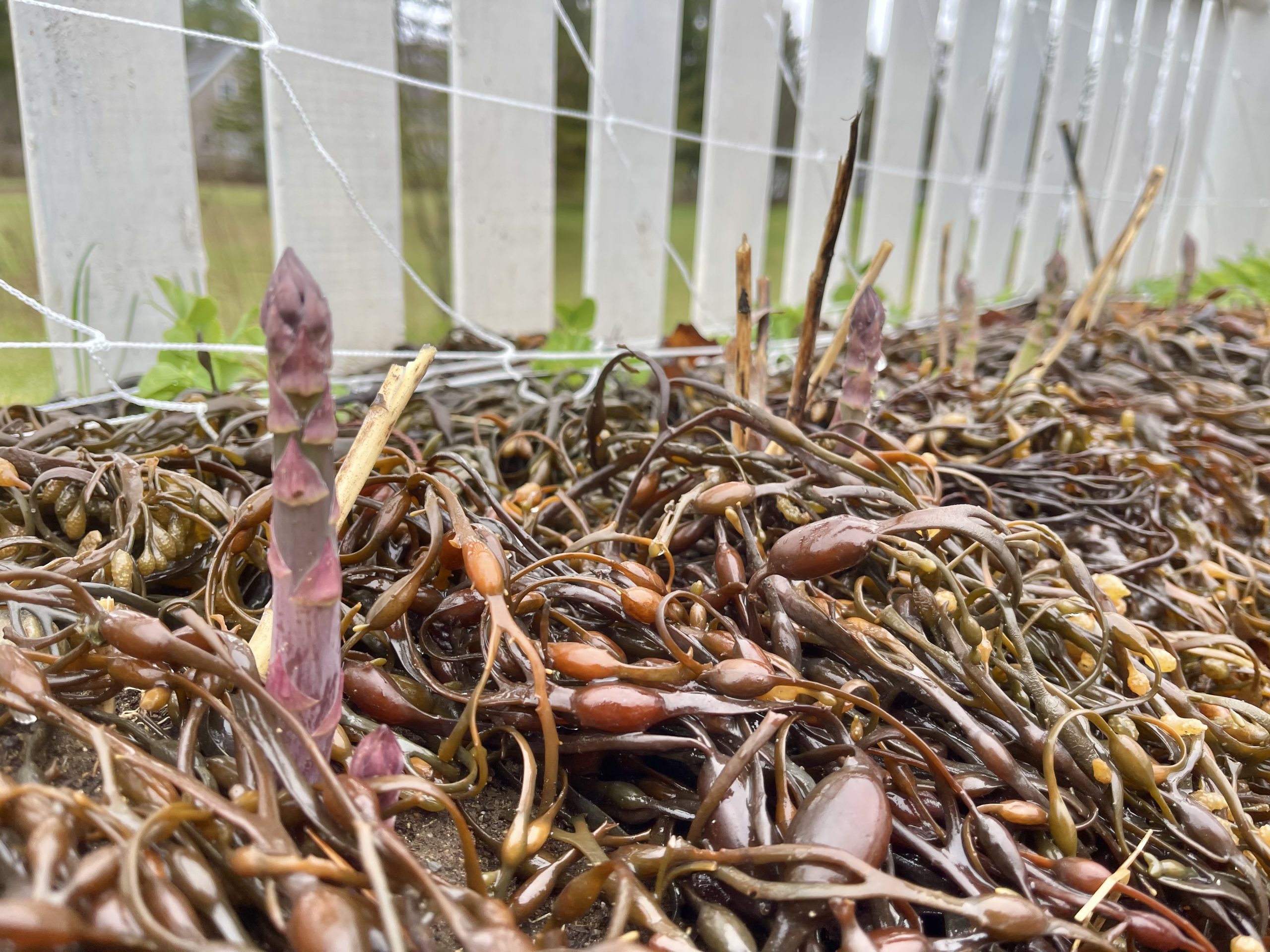 Gardening in Mid Coast Maine {Zone 6a} Late April