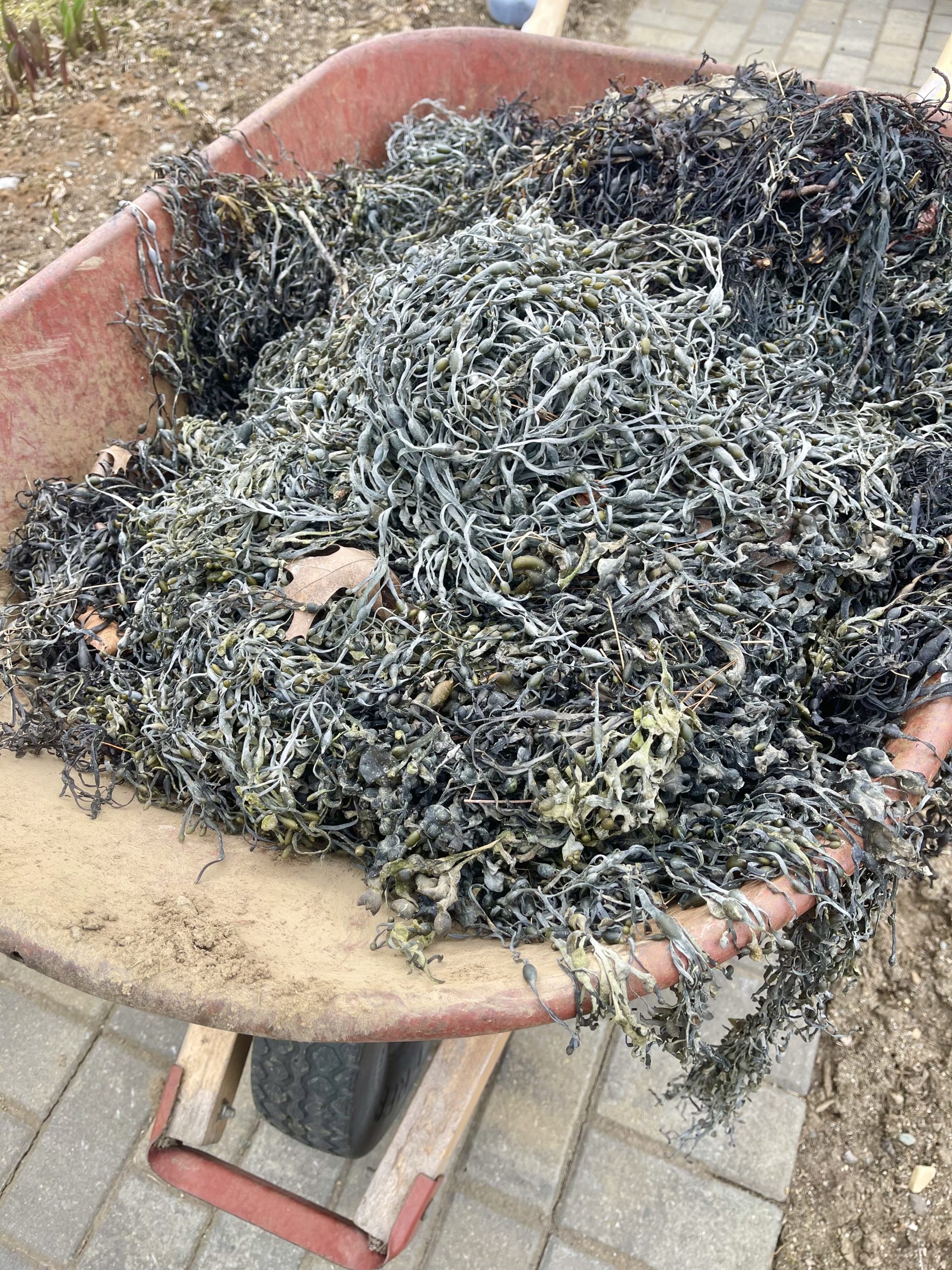 seaweed in wheel barrow One Hundred Dollars a Month
