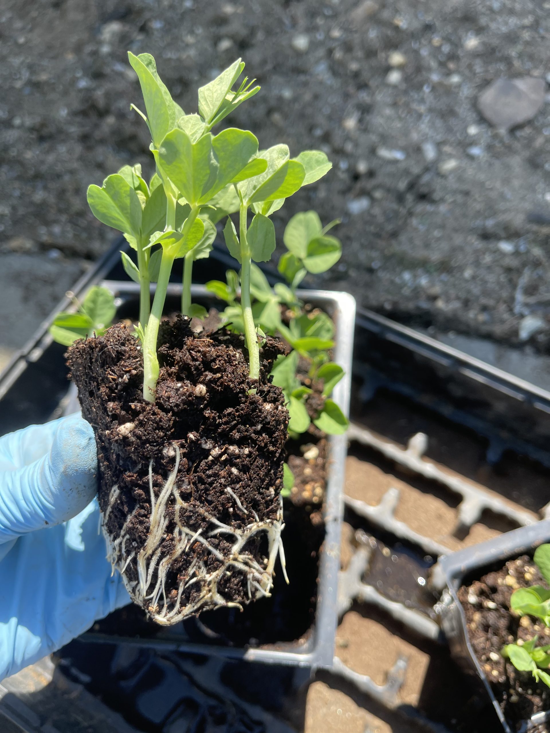 transplanting peas One Hundred Dollars a Month