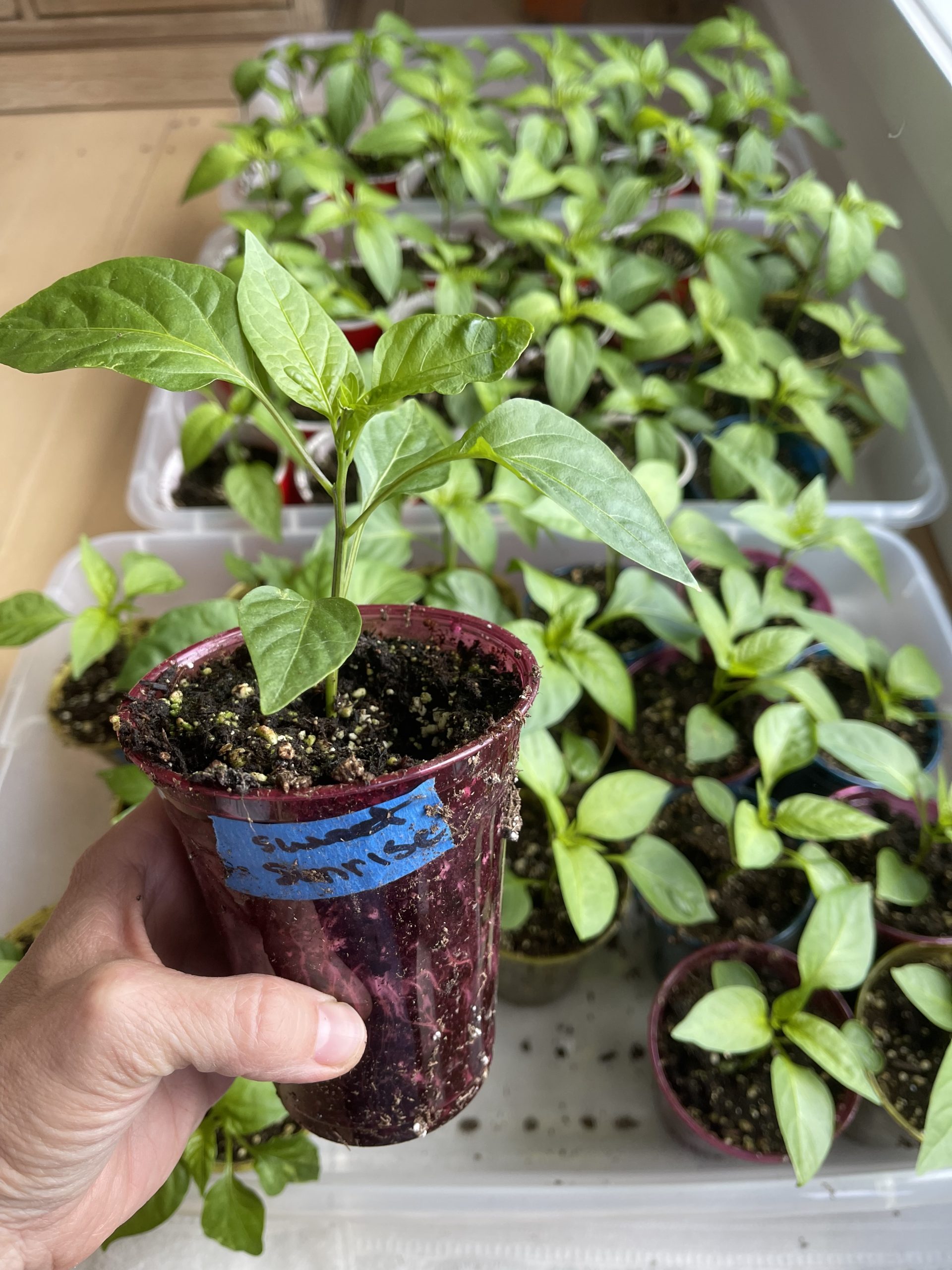 Gardening in Mid Coast Maine {Zone 6a} Mid May