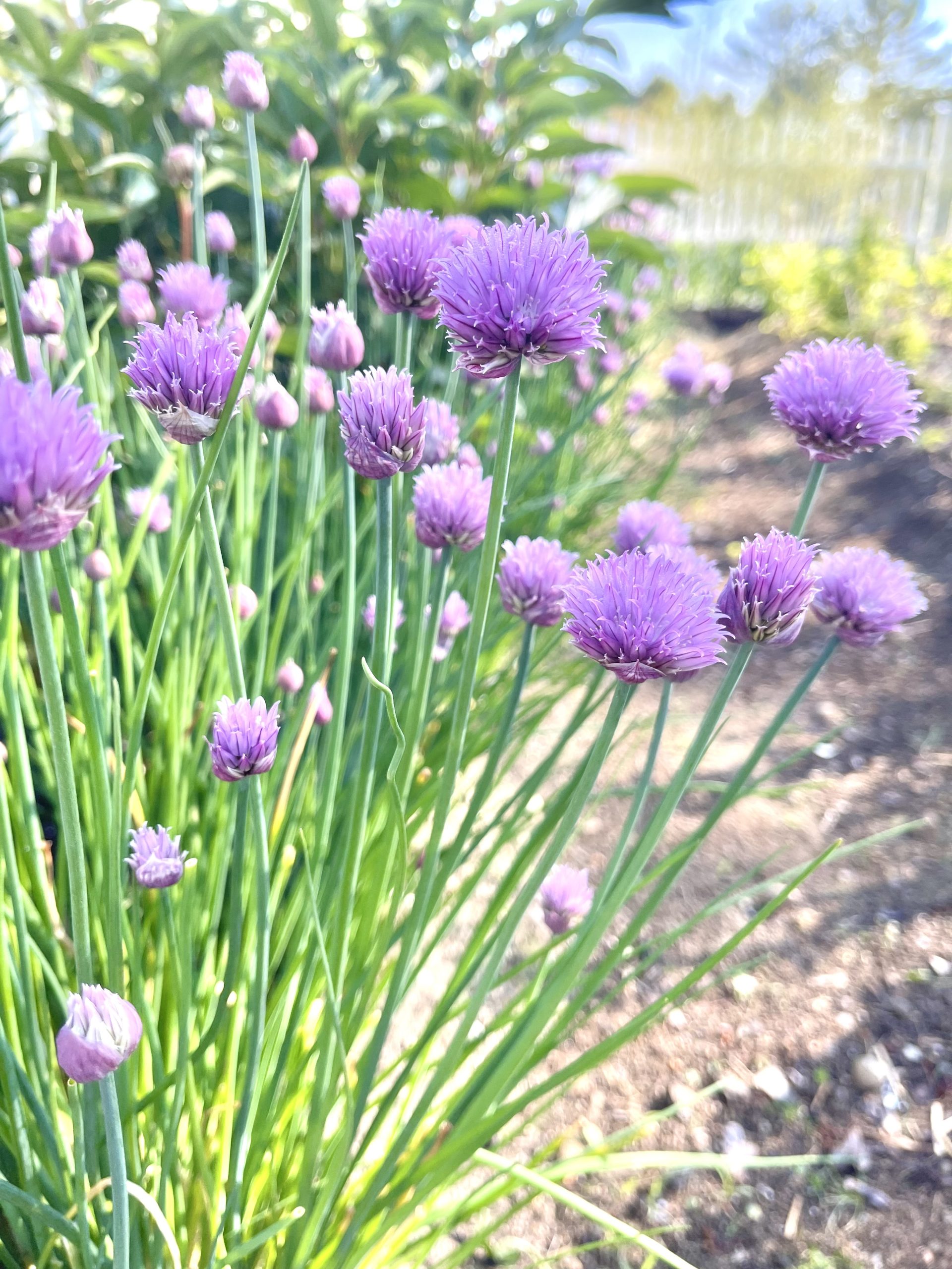 Planting Perennial Vegetables