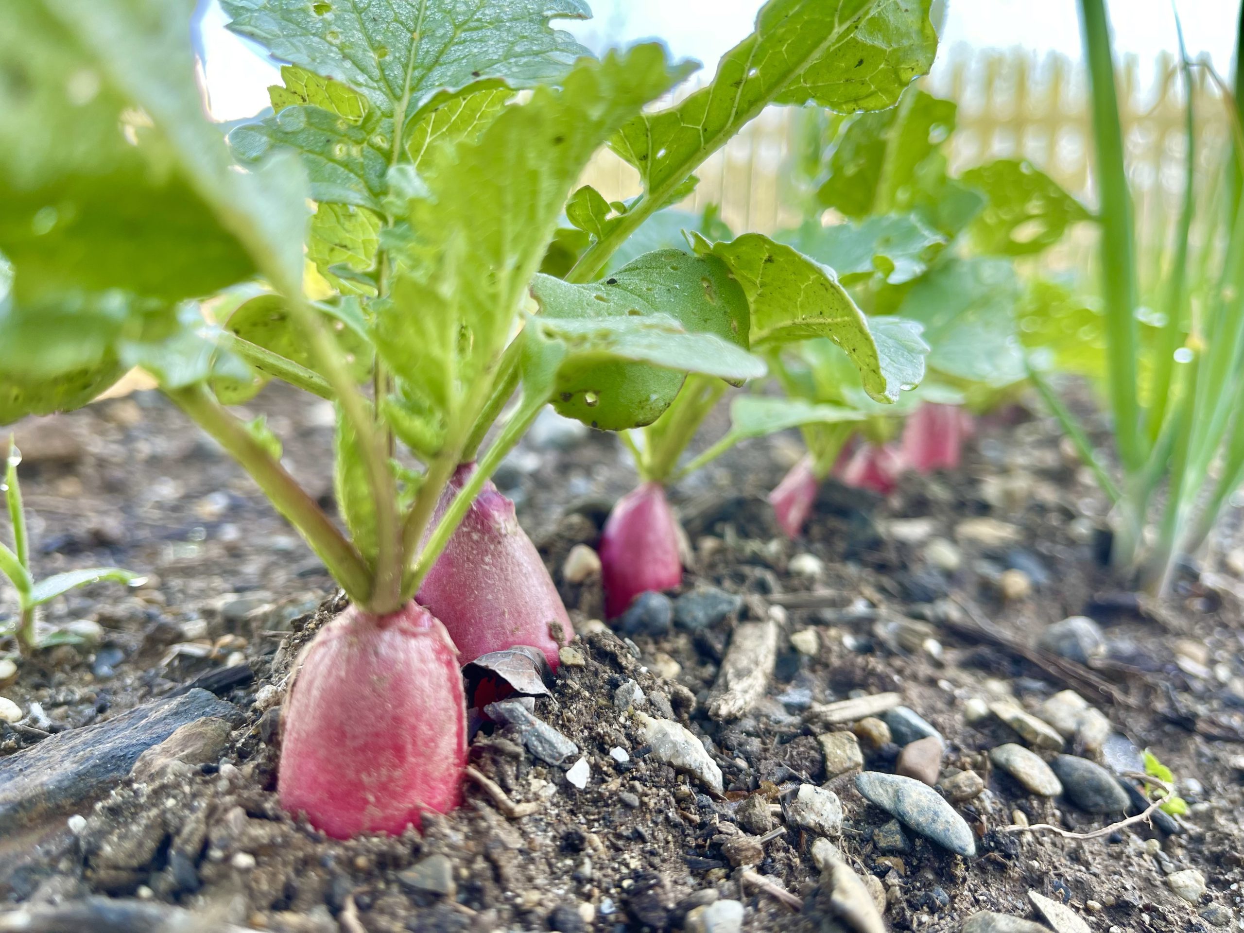 Gardening in Maine {Zone 6a}