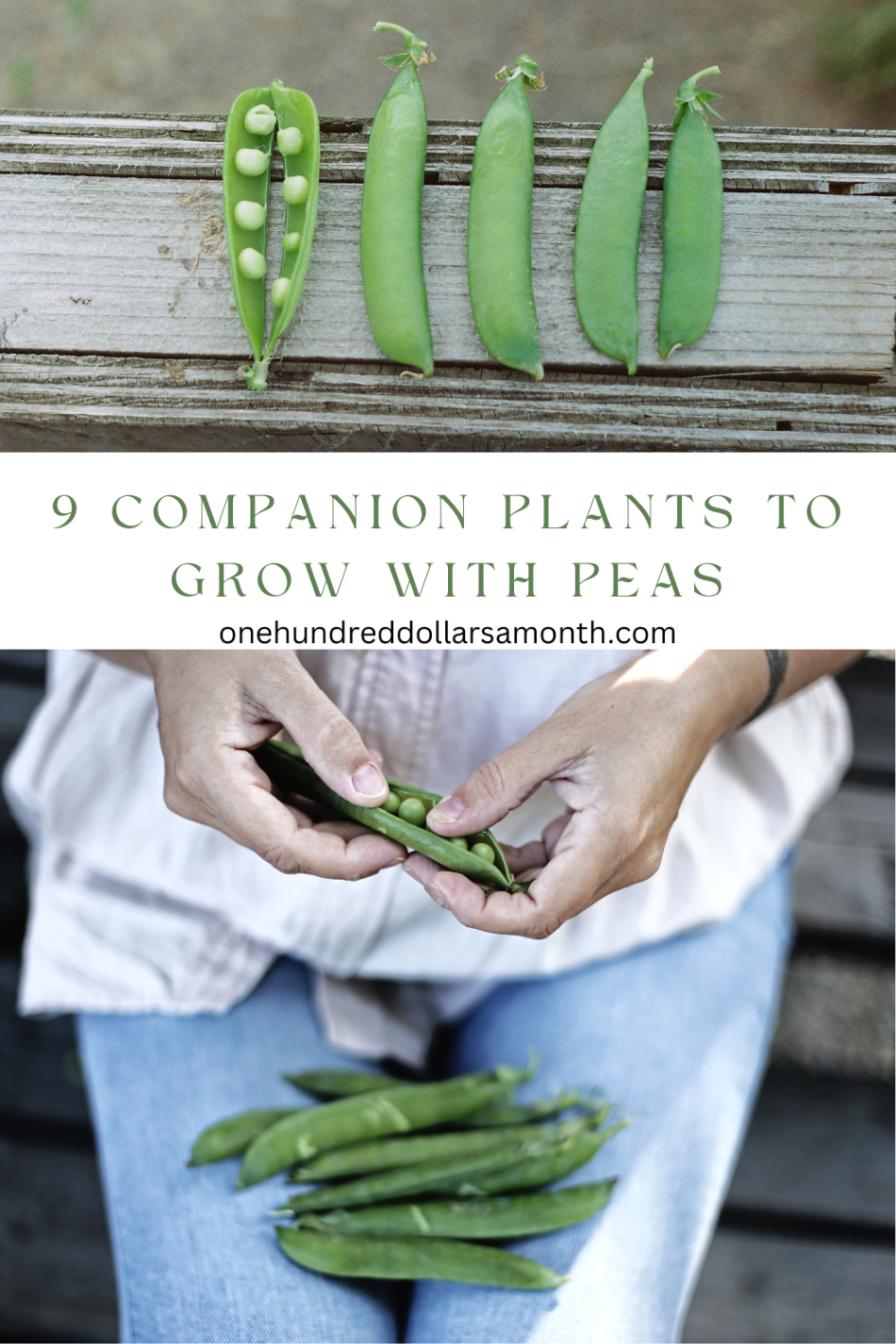 Companion Planting for Peas