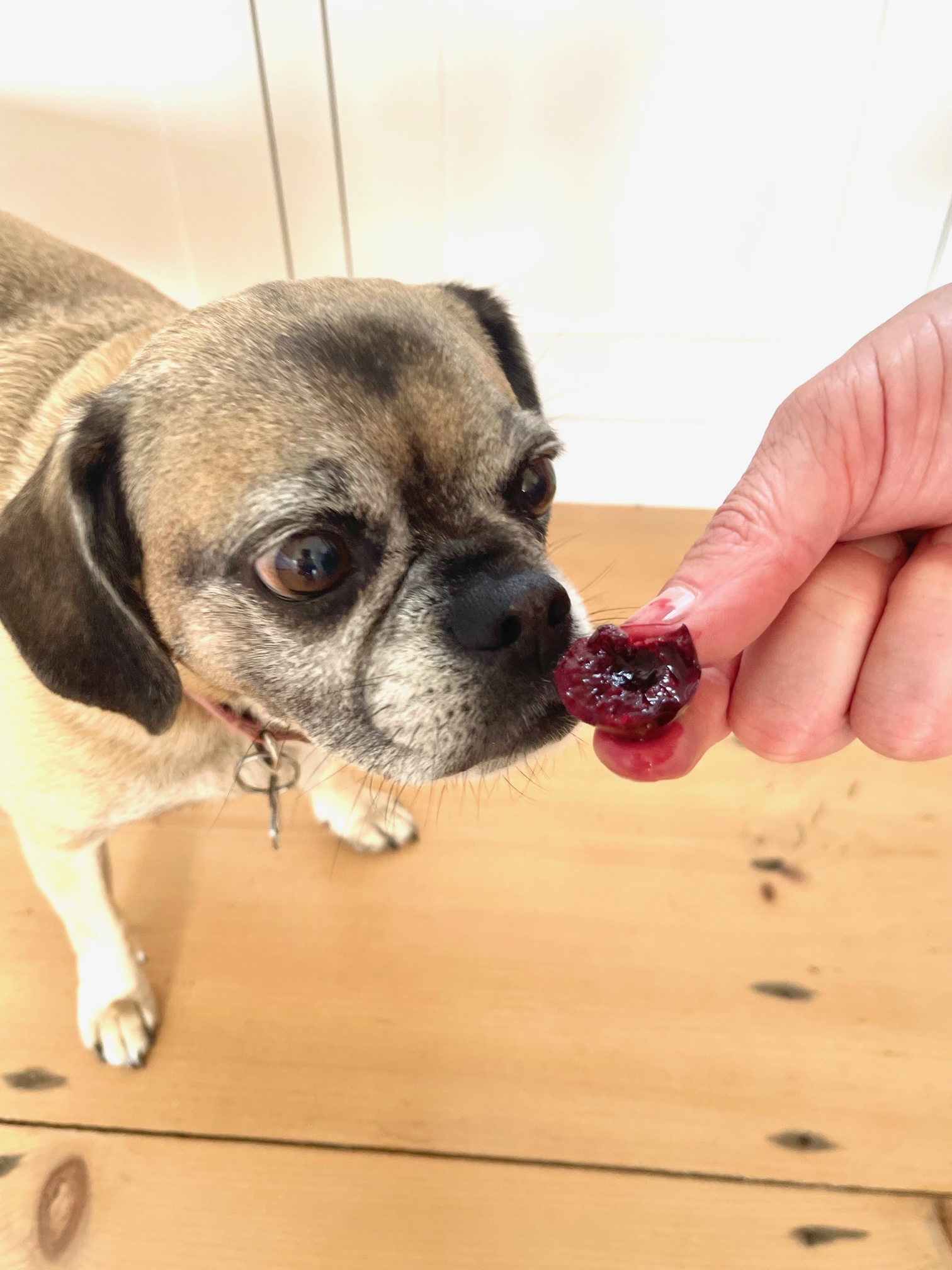 Can Dogs Eat Cherries?