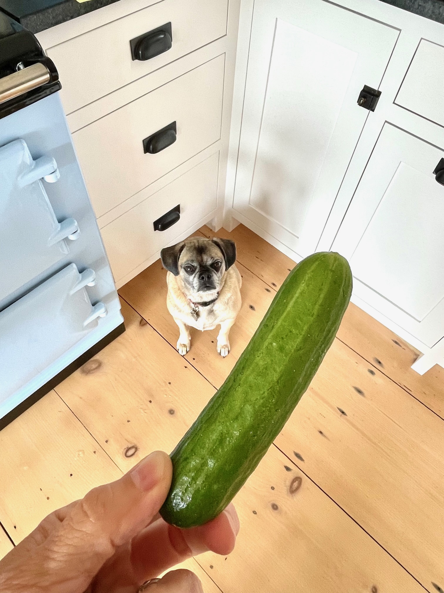 Cucumber sales for dogs