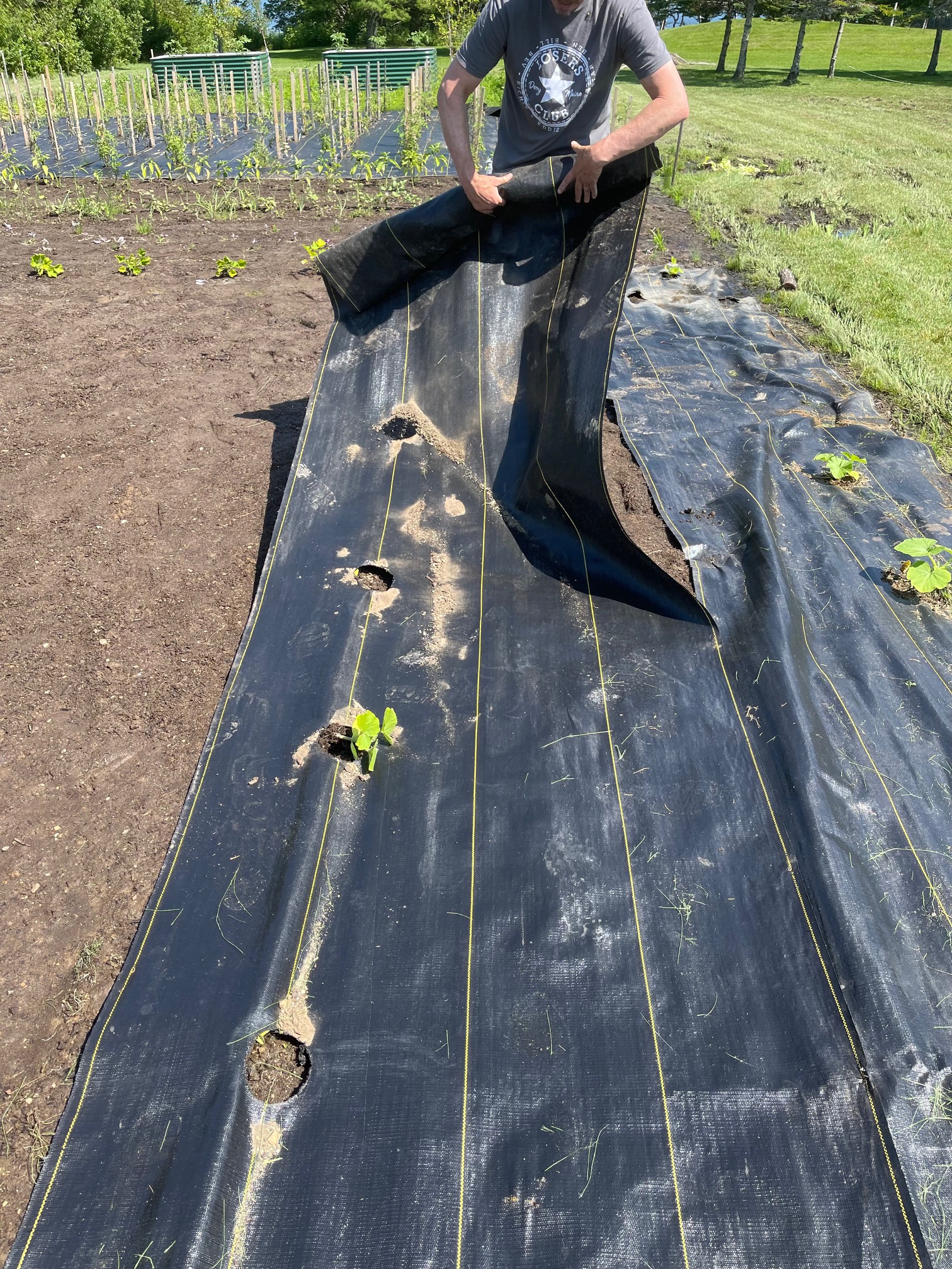 Pulling Up Landscape Fabric