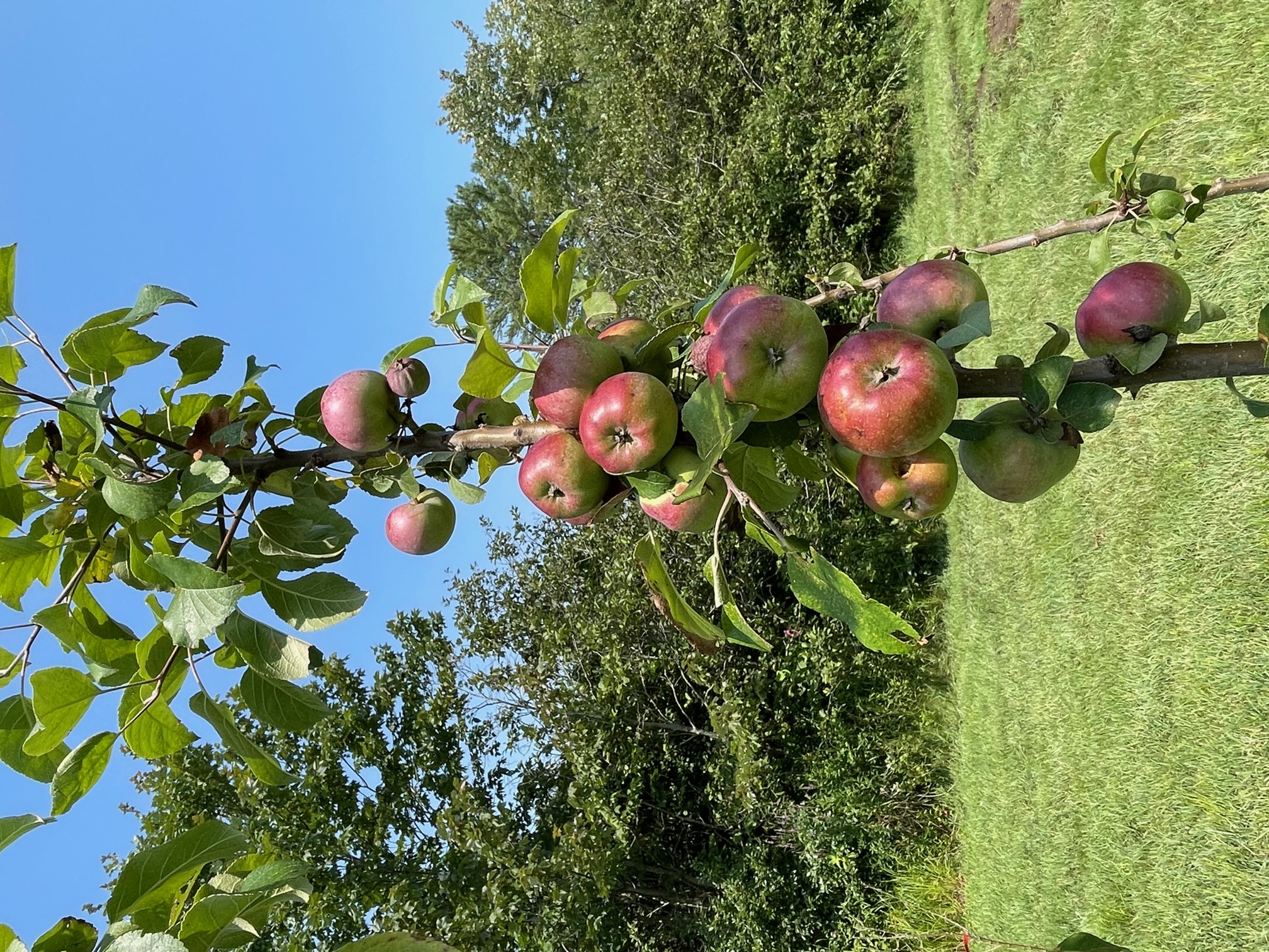 Backyard Garden Update