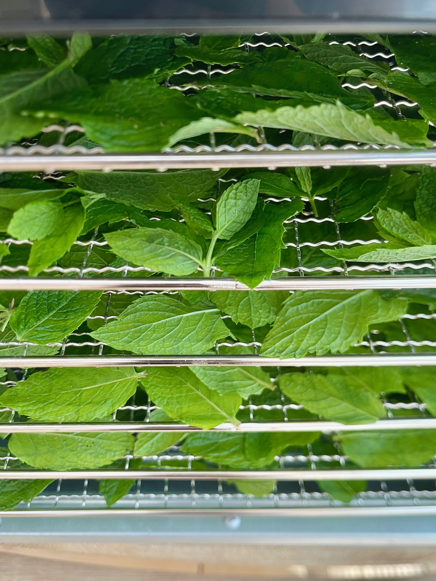 Drying Mint Leaves In A Dehydrator