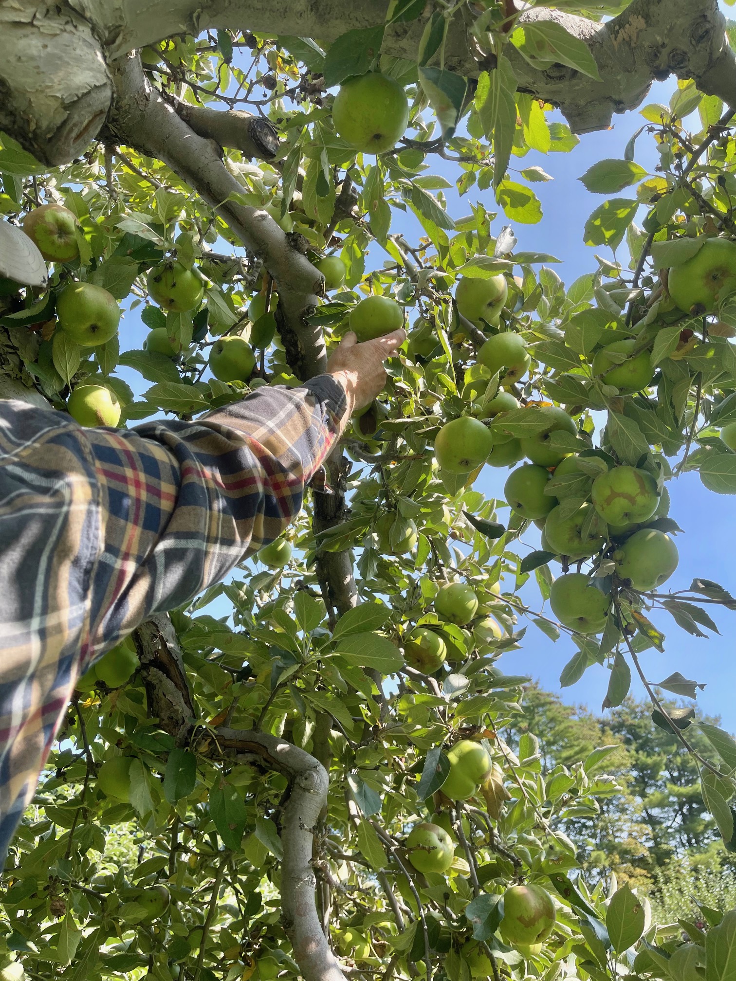 Apple Picking